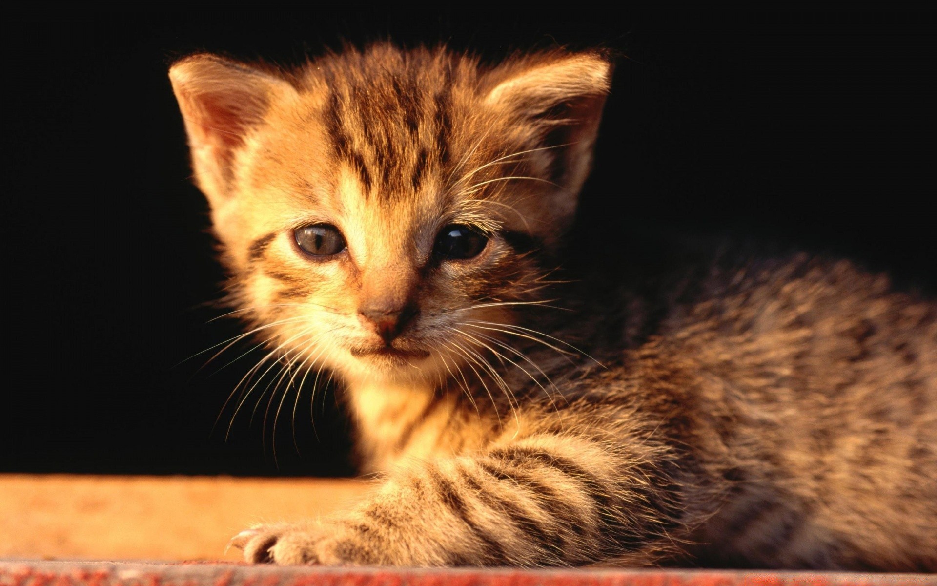 gatos gato mamífero lindo gatito piel mascota animal retrato ojo bigote pequeño doméstico cabeza cabello ver bebé joven