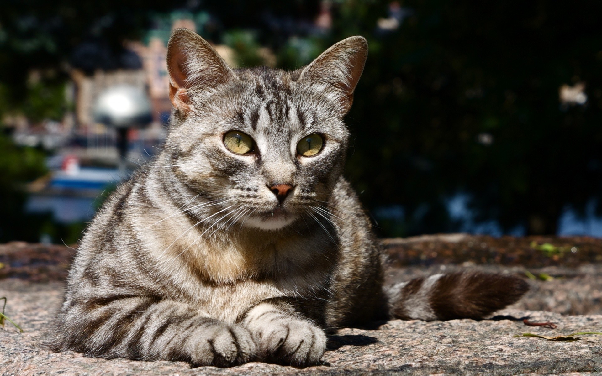 chat animal animal mammifère chat mignon fourrure nature domestique portrait oeil chaton aperçu jeune peu sauvage