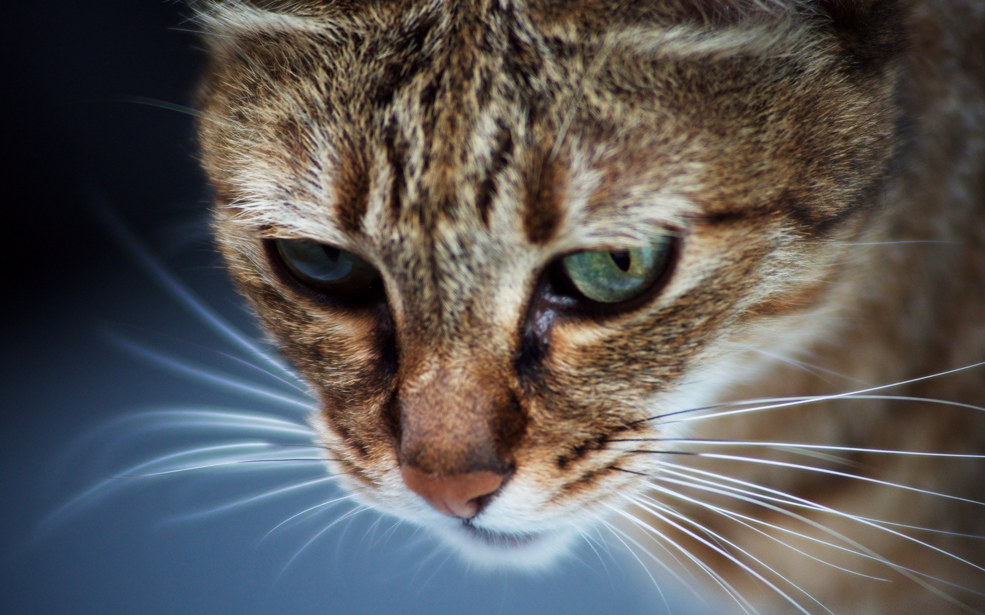 kediler kedi evde beslenen hayvan sevimli memeli hayvan portre göz kürk yavru kedi yerli kafa çok güzel tarama tekir küçük merak genç