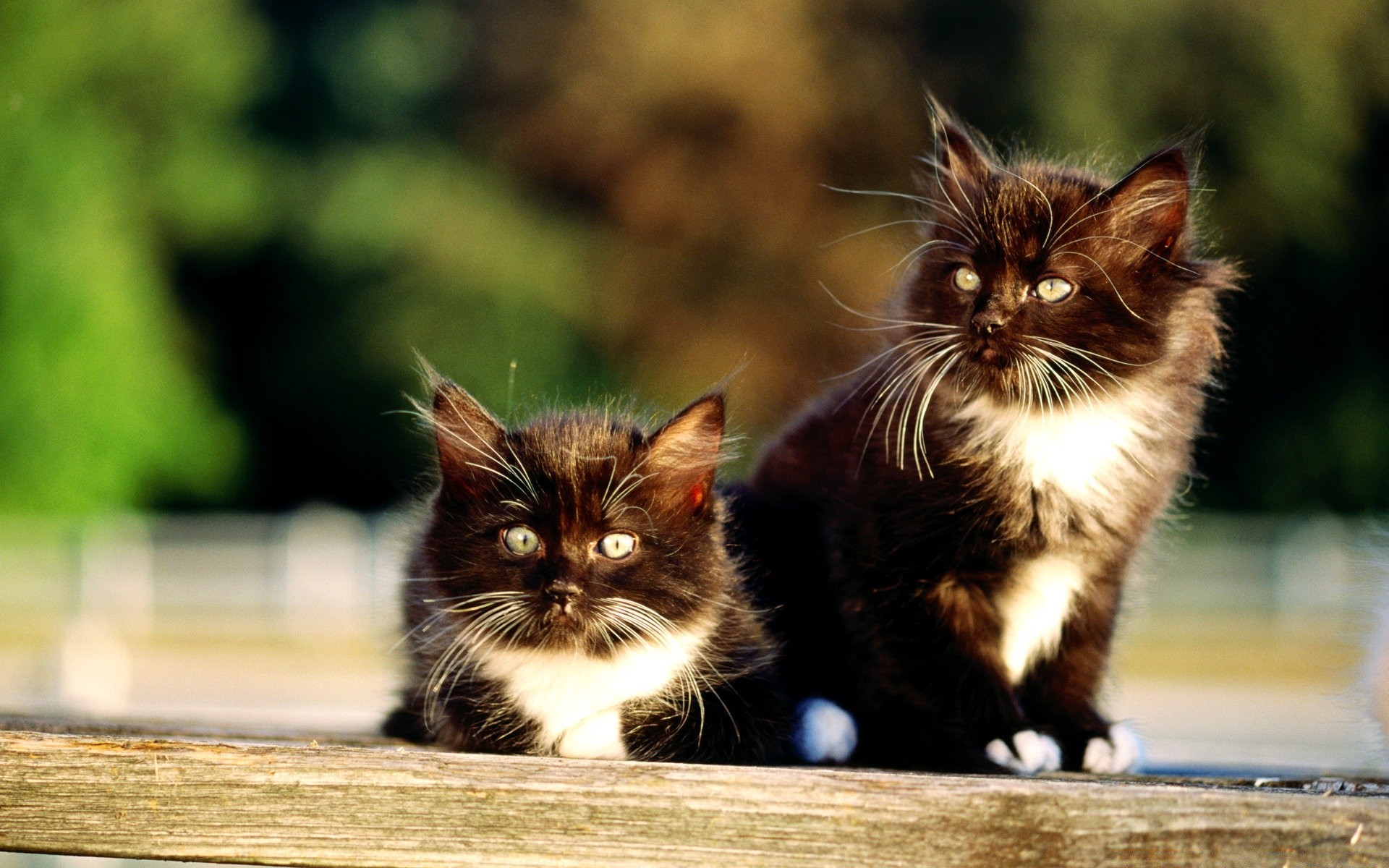 cats cat kitten animal pet cute mammal fur whisker portrait domestic eye tabby looking young sit little paw nature baby furry