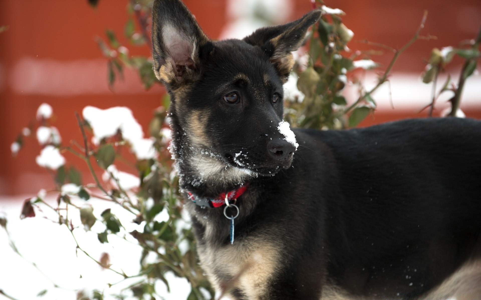 köpekler köpek memeli köpek eğitmeni evde beslenen hayvan portre sevimli bir tarama köpek yavrusu sit hayvan