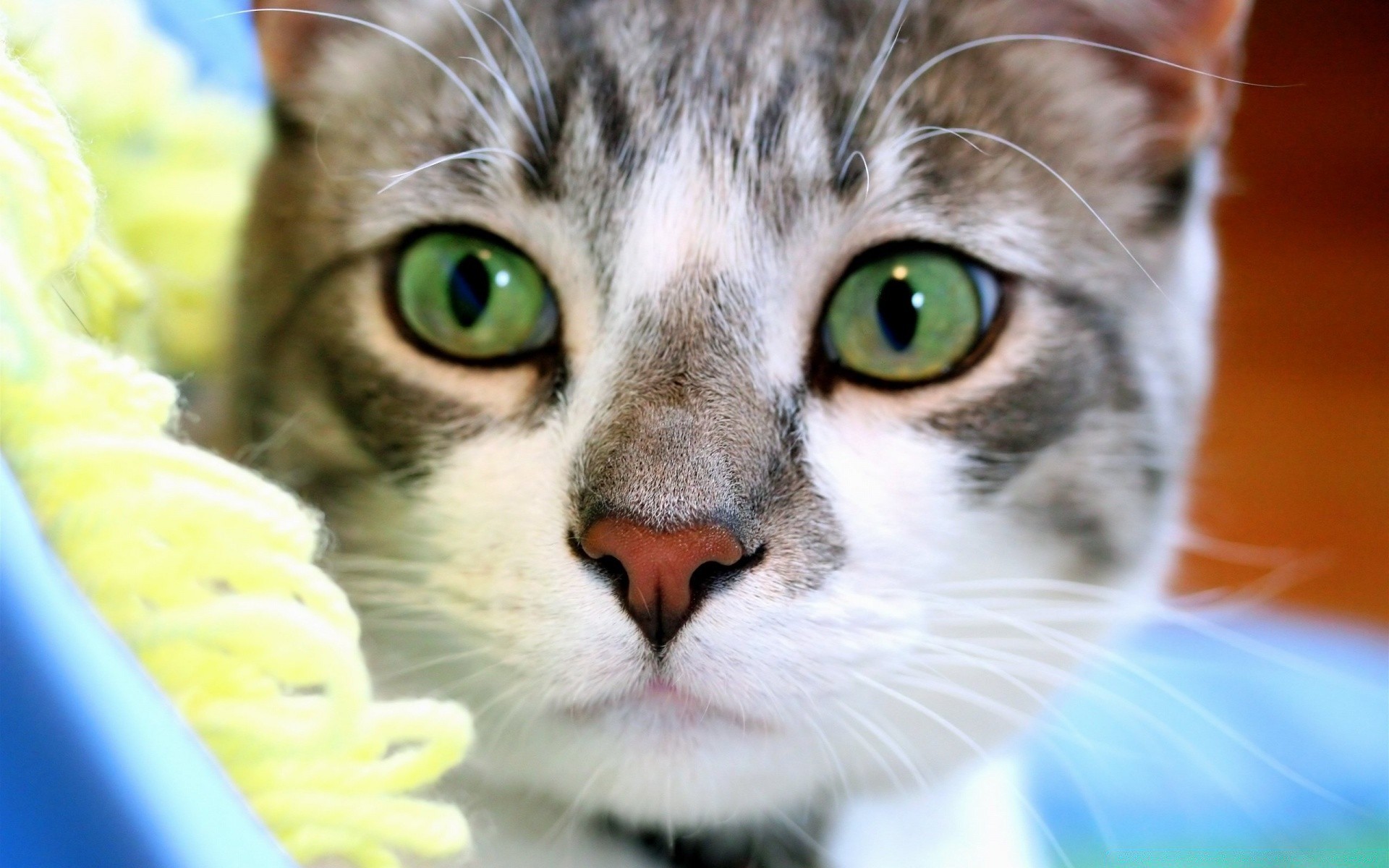 katze niedlich katze inländische haustier porträt tier auge jung fell kätzchen säugetier liebenswert haar wenig vorschau flaumig natur schnurrbart lustig flauschig