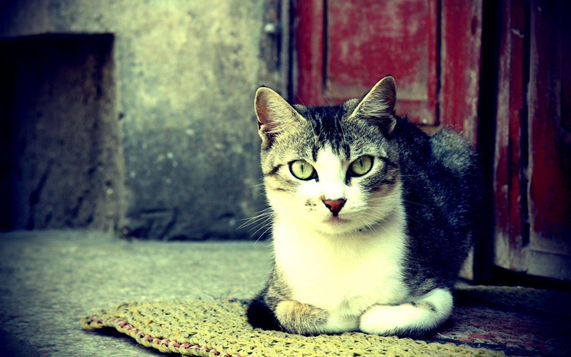 katze katze porträt tier haustier niedlich kätzchen säugetier auge inländische ein