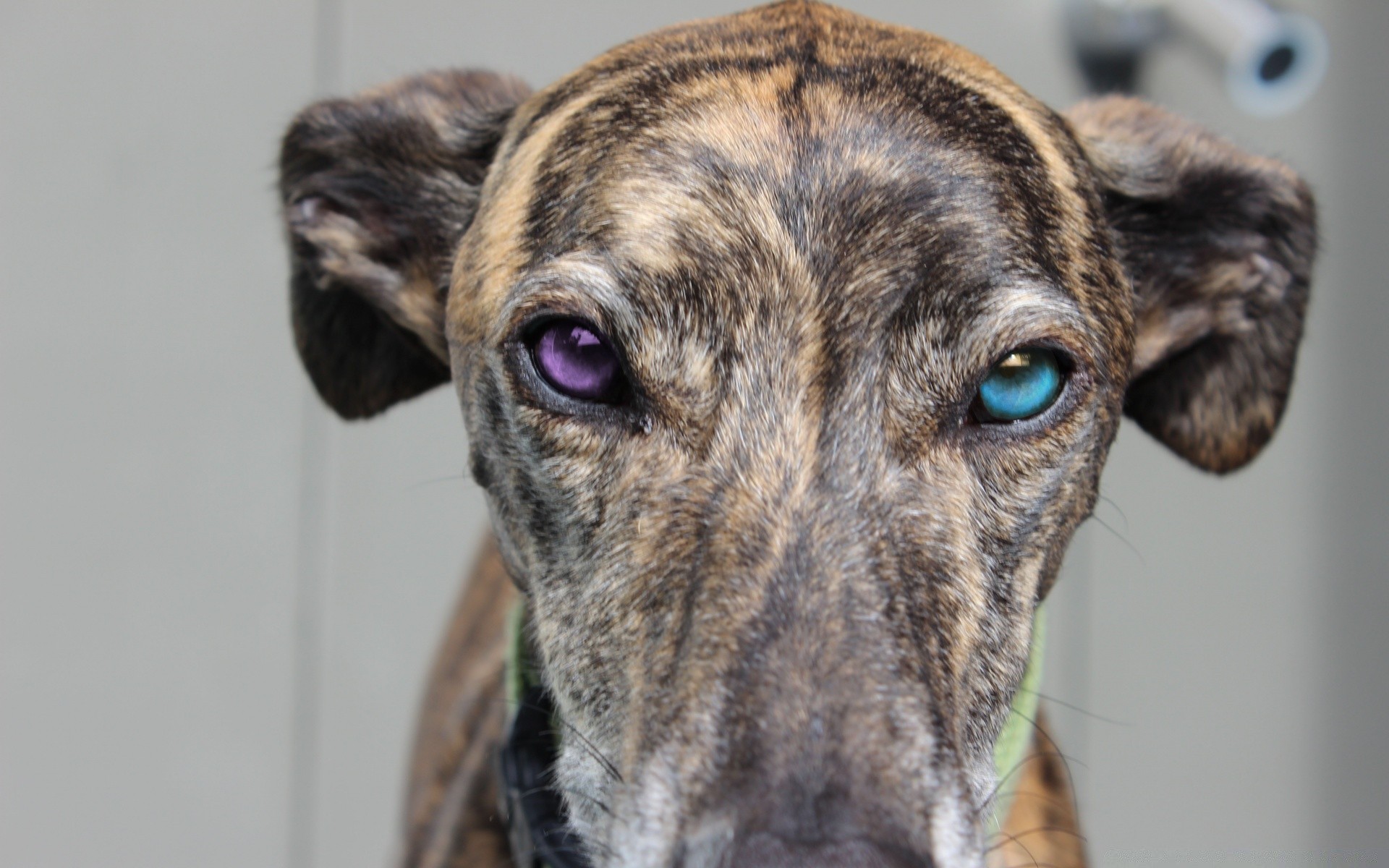 cães cão animal animal de estimação cinegrafista mamífero fofa retrato filhote de cachorro doméstico adorável estúdio olho visualização raça pequeno pele puro-sangue engraçado cão jovem