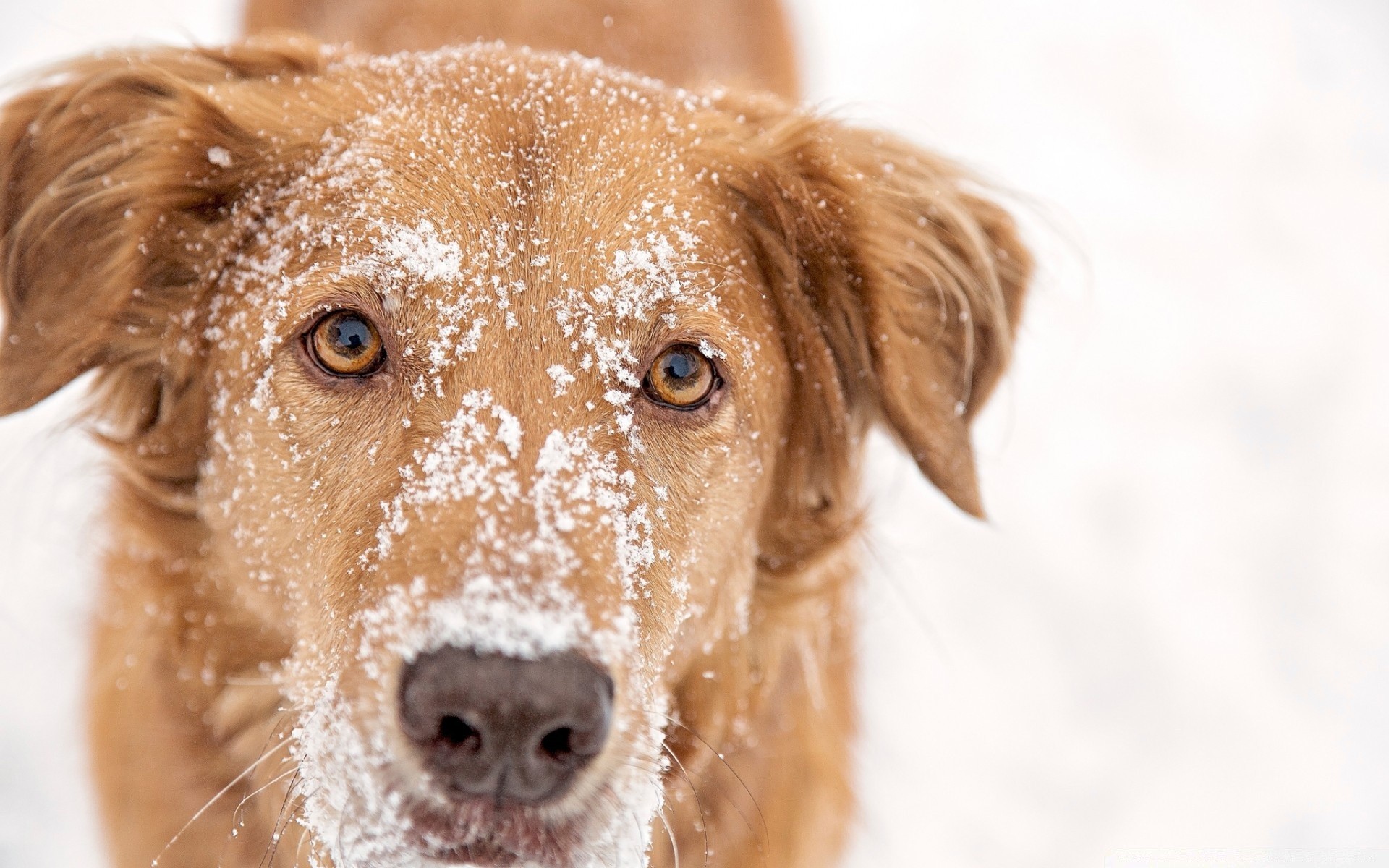 cães fofa cão animal de estimação animal pele retrato mamífero visualizando filhote de cachorro pequeno adorável cinegrafista jovem raça engraçado retriever amigável sentar-se