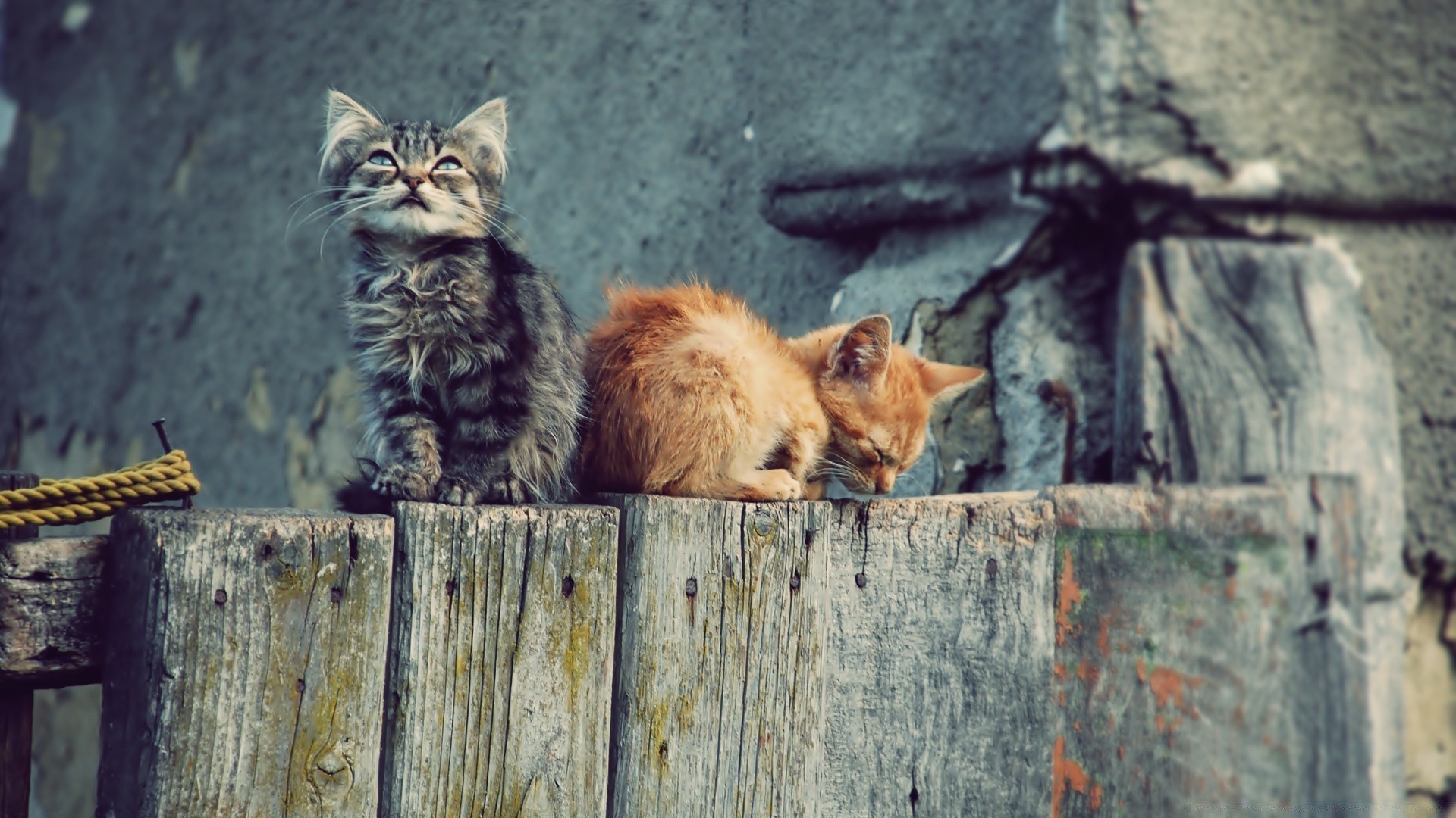 katzen katze säugetier niedlich tier kätzchen fell porträt ansicht haustier auge junge im freien holz eine