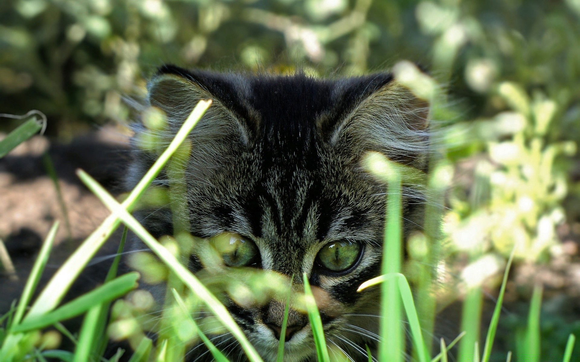 katzen natur tier katze niedlich fell porträt wenig gras im freien auge tierwelt säugetier junge haustier anzeigen