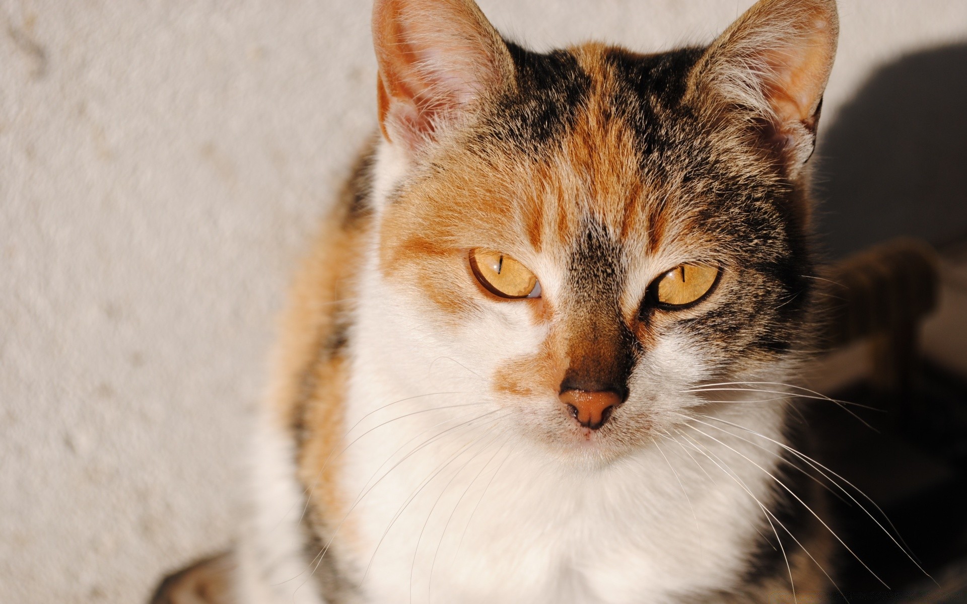 katze katze niedlich säugetier haustier fell tier auge porträt kätzchen wenig vorschau schnurrbart inländische junge neugier kopf