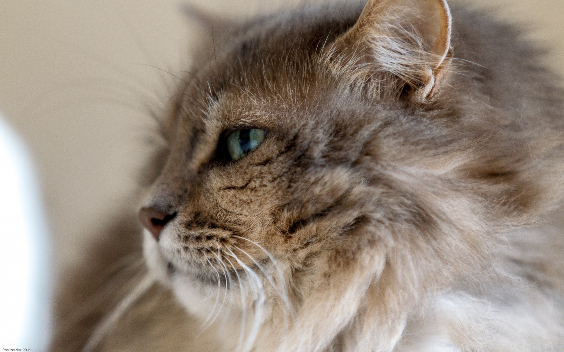 cats cat animal mammal portrait cute kitten pet eye fur whisker looking furry domestic little hair grey