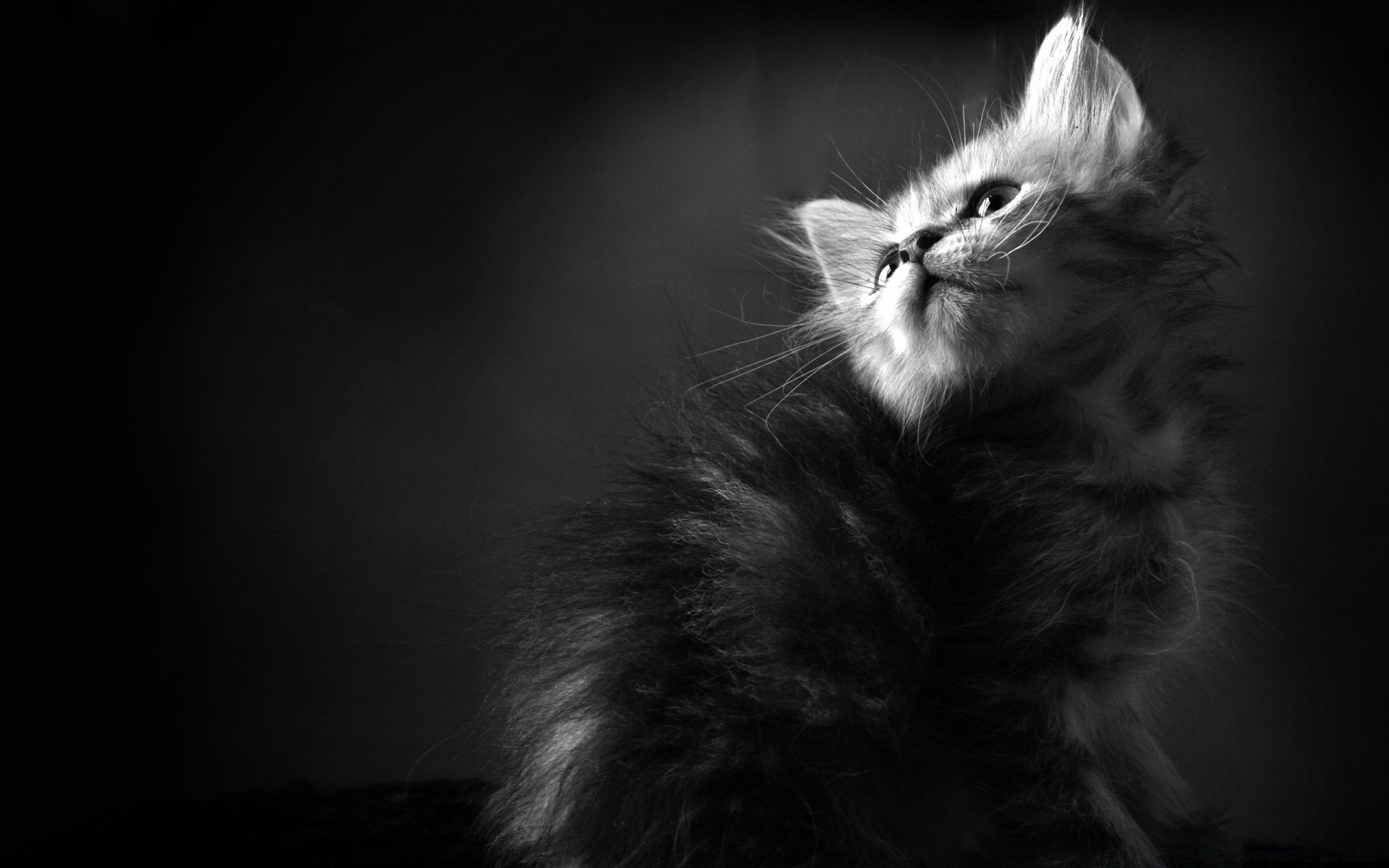 chat chat portrait chaton monochrome mammifère mignon fourrure studio un oeil animal animal de compagnie cheveux vers le bas