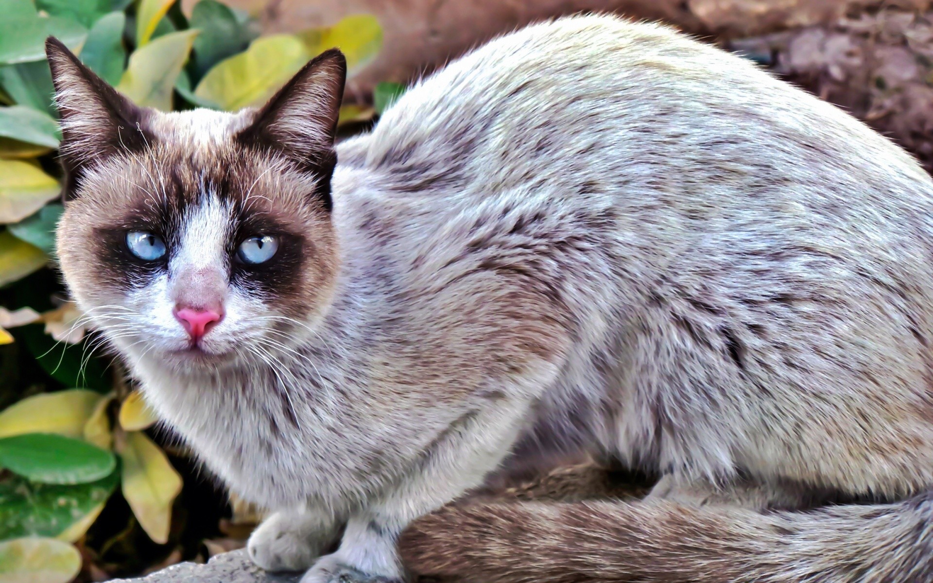 gatos mamífero animal naturaleza lindo piel vida silvestre salvaje retrato poco ver joven ojo zoológico peludo al aire libre