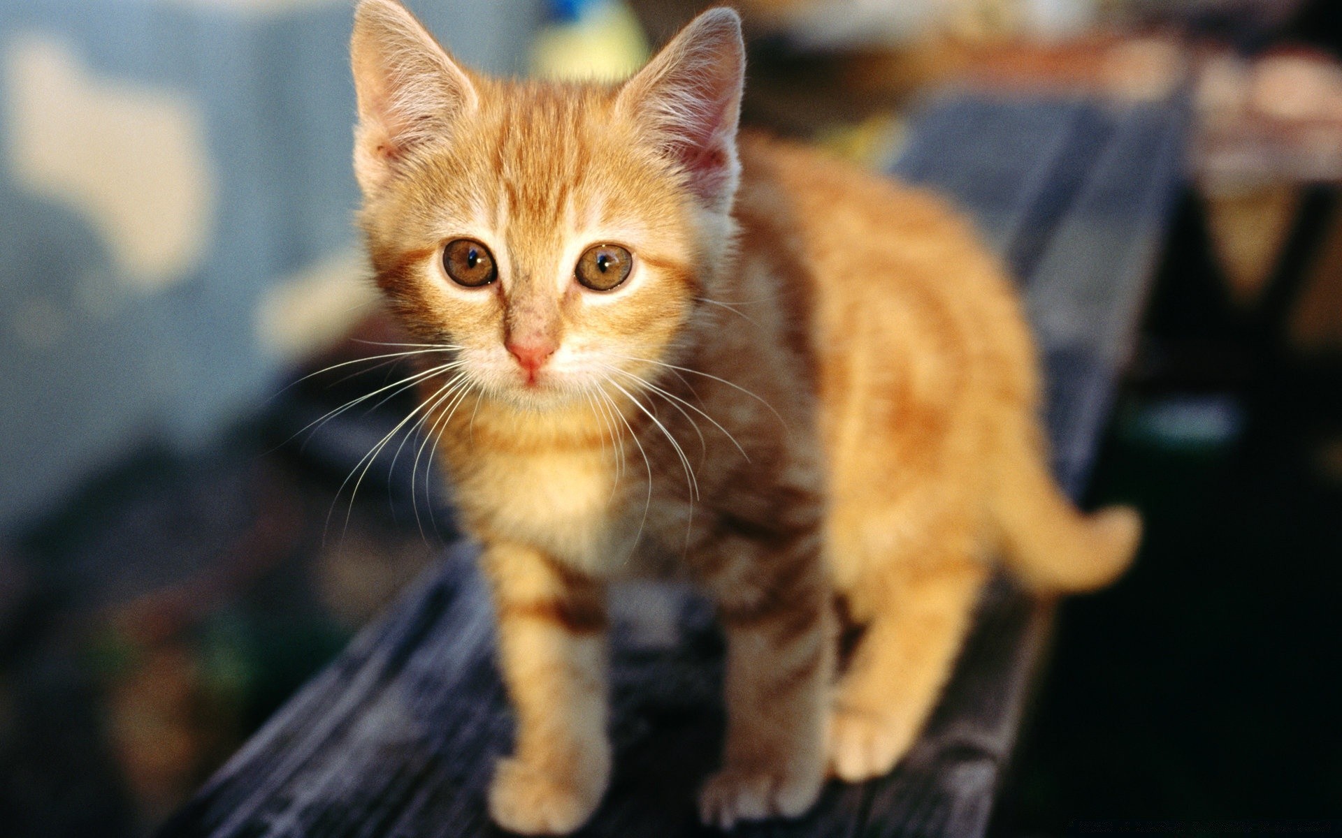 chat chat mignon animal portrait mammifère animal chaton domestique fourrure jeune aperçu oeil s asseoir drôle