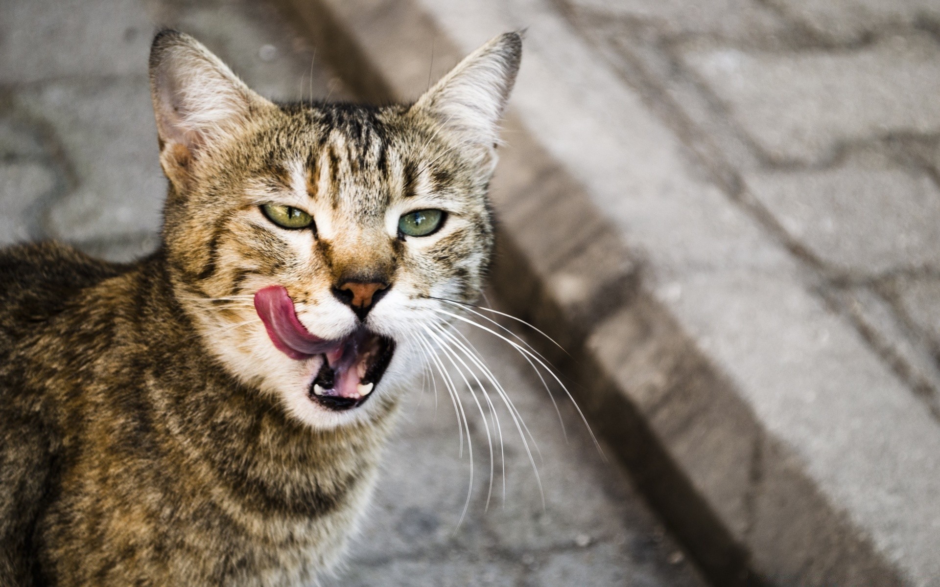 katze katze tier säugetier niedlich fell porträt haustier auge natur tierwelt kätzchen wild jung vorschau inländische grau haare