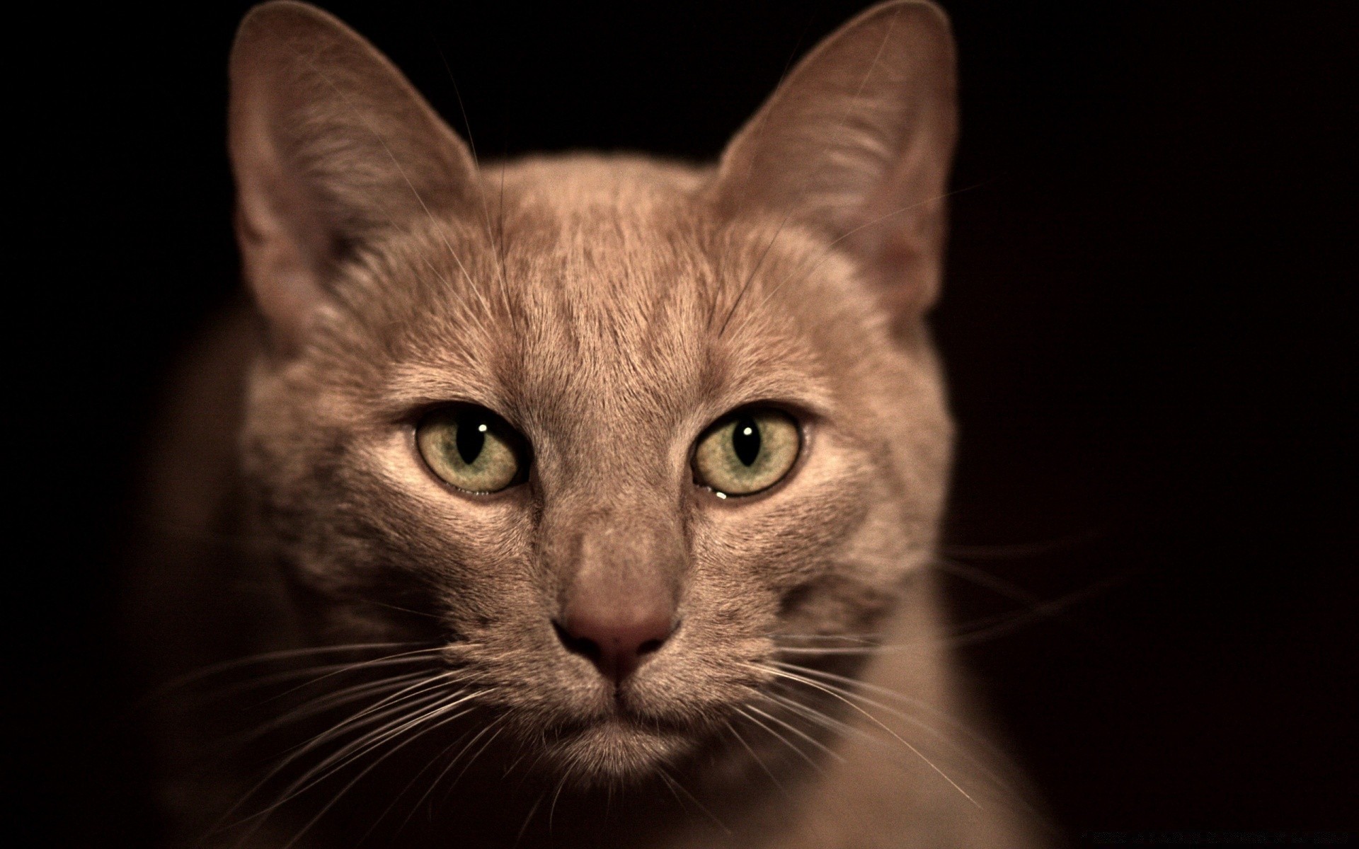 chat chat portrait oeil animal mignon animal chaton un mammifère domestique fourrure cheveux jeune