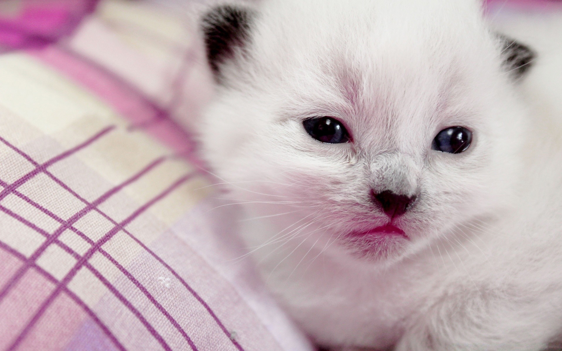 gatos fofa pequeno retrato criança animal jovem mamífero olho animal de estimação para baixo