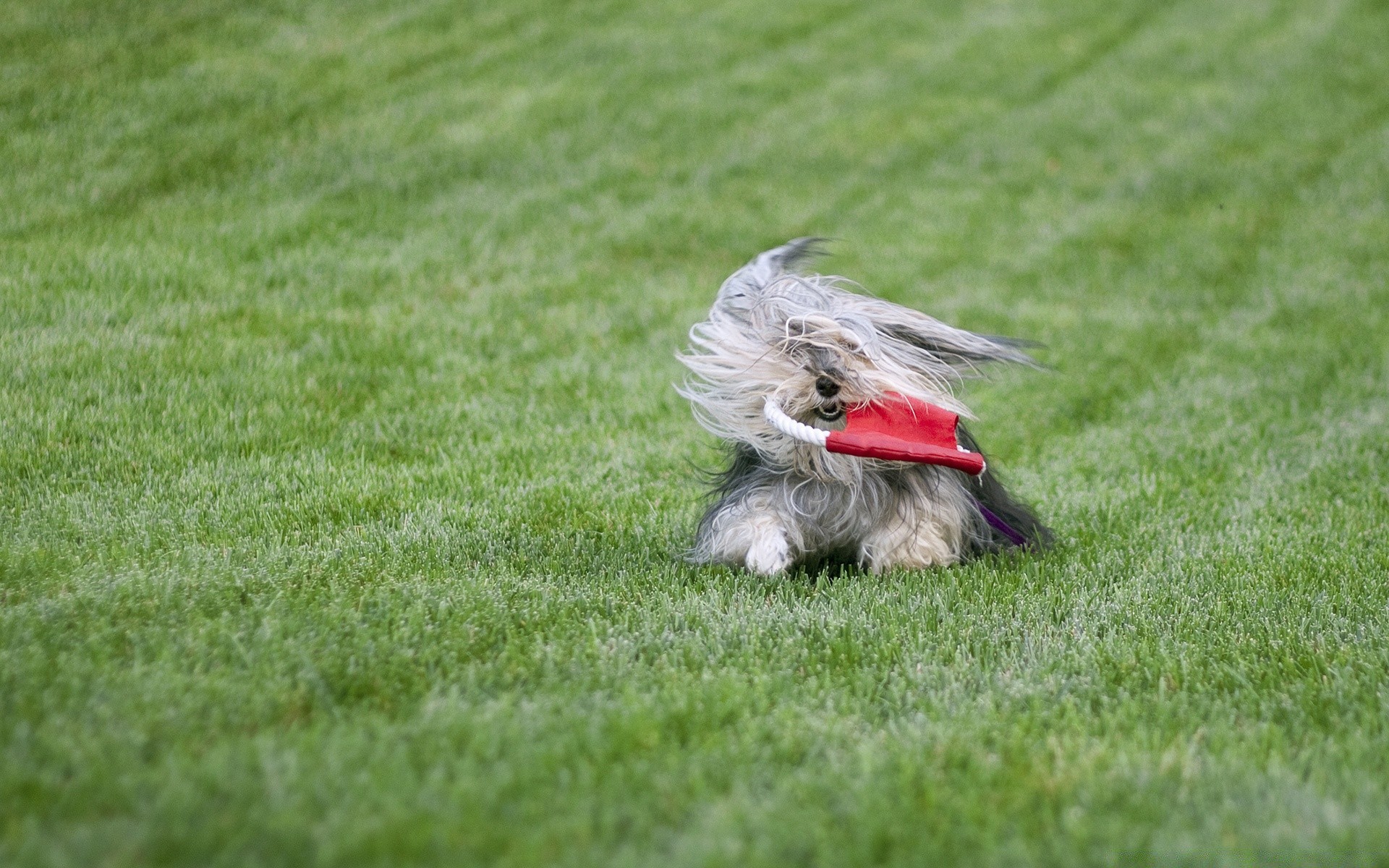 chiens herbe pelouse champ balle jeux concours