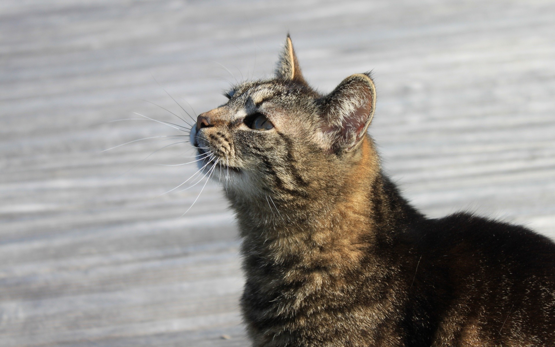 chat chat mammifère animal portrait mignon nature faune oeil fourrure animal de compagnie