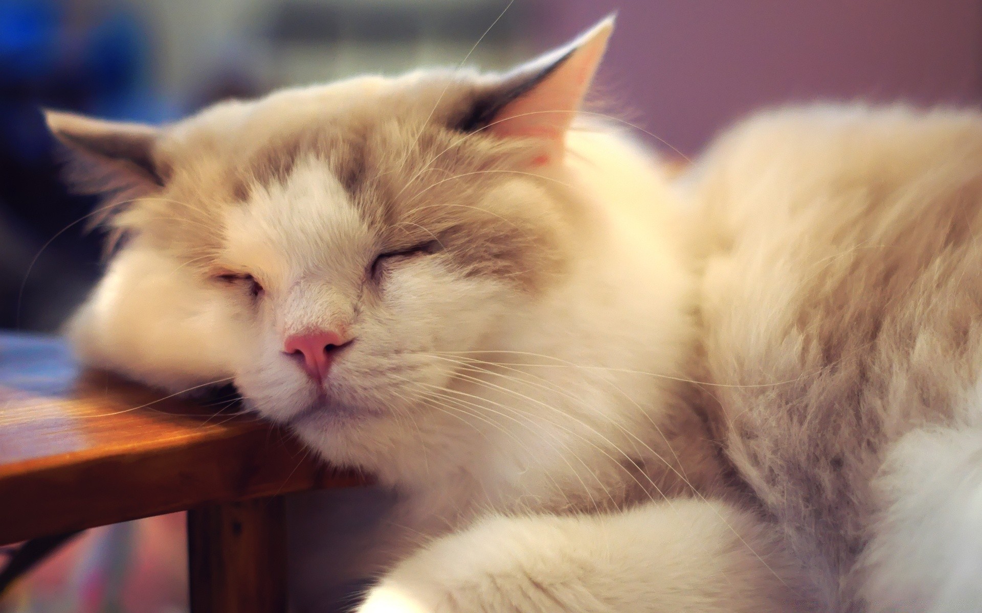 gatos gato gatinho fofa mamífero pele olho animal animal de estimação retrato único para baixo pequeno bigode