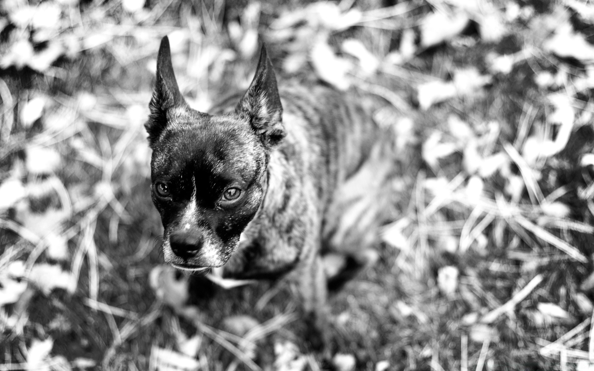 gatos lindo animal perro retrato mamífero mascota naturaleza perro ver pequeño joven solo doméstico adorable