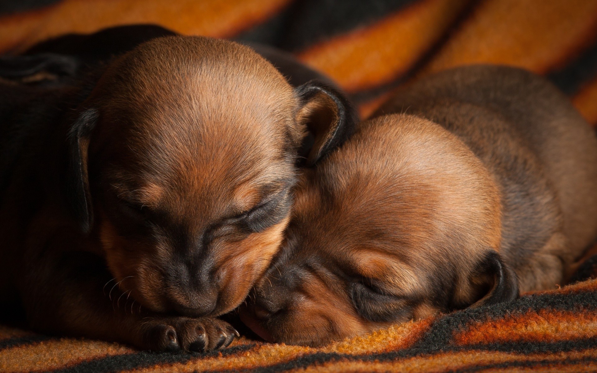 köpekler köpek memeli köpek eğitmeni evde beslenen hayvan köpek yavrusu sevimli hayvan portre bir küçük kürk çocuk göz tarama kedi