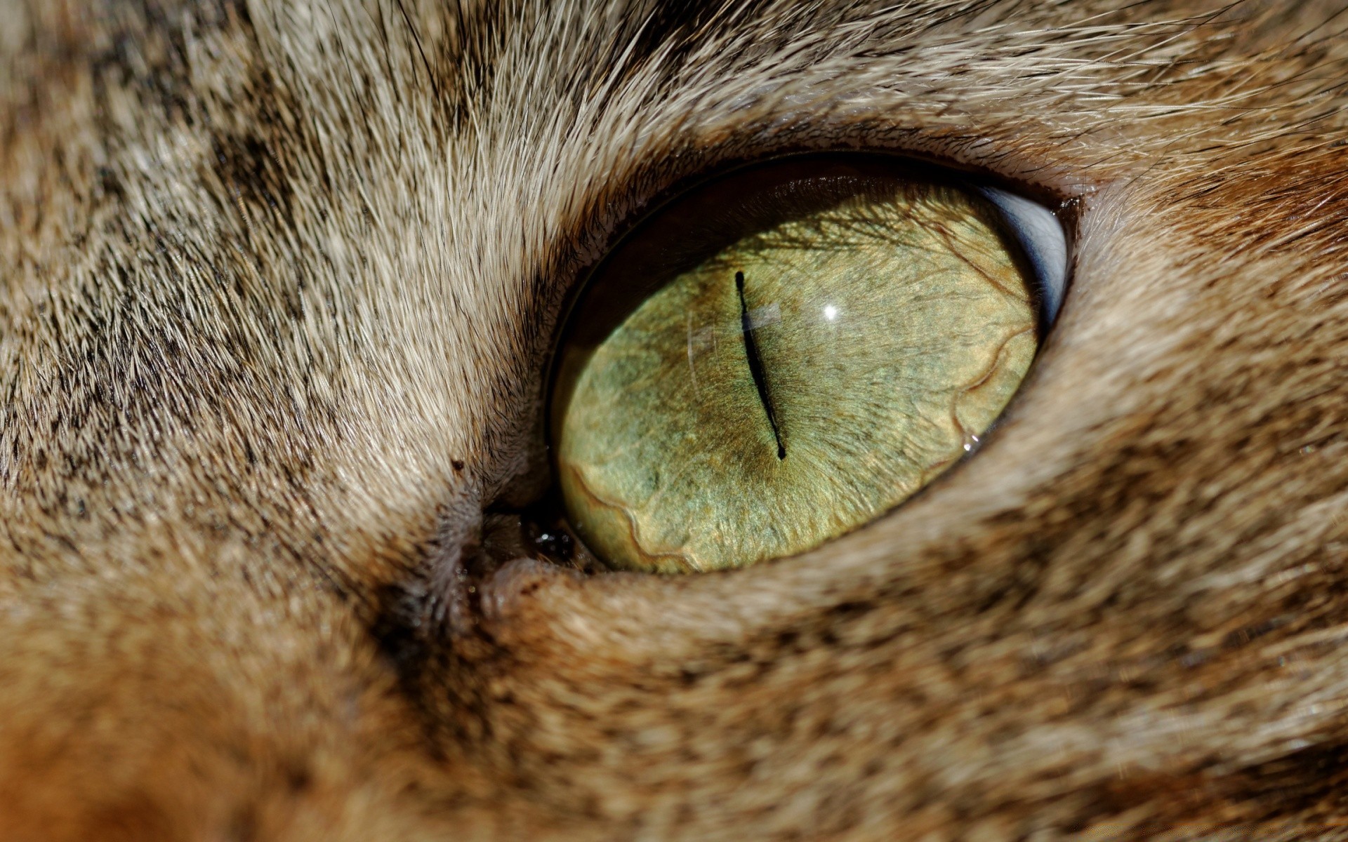 cats animal cat portrait mammal face eye close-up nose nature fur close cute pet hair young