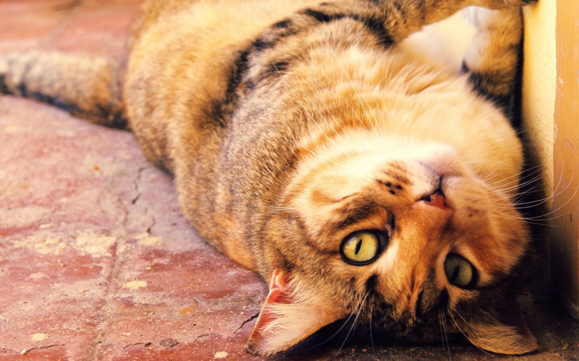 katzen säugetier tier fell niedlich katze haustier porträt tierwelt hund natur