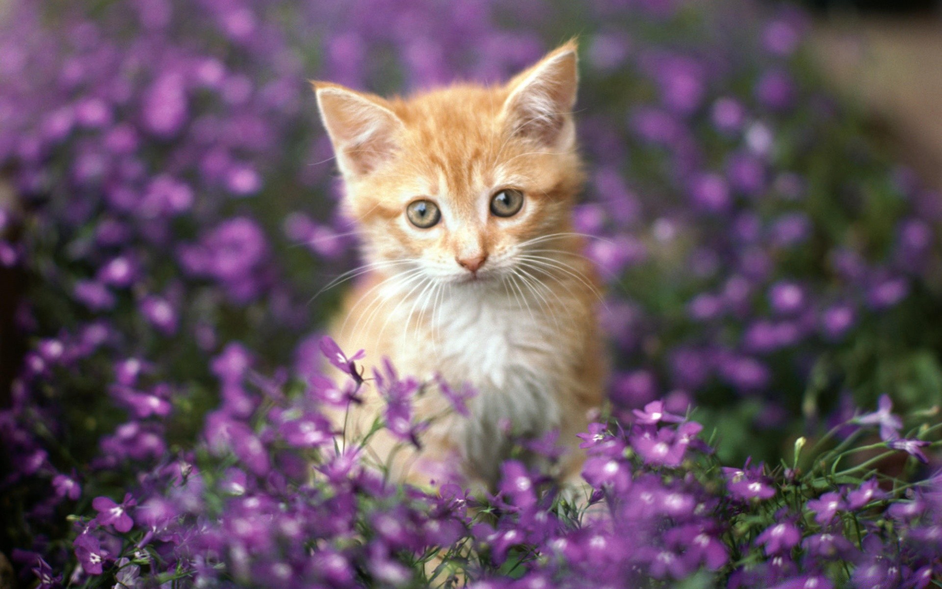 gatti fiore natura campo flora estate giardino all aperto gatto floreale piccolo