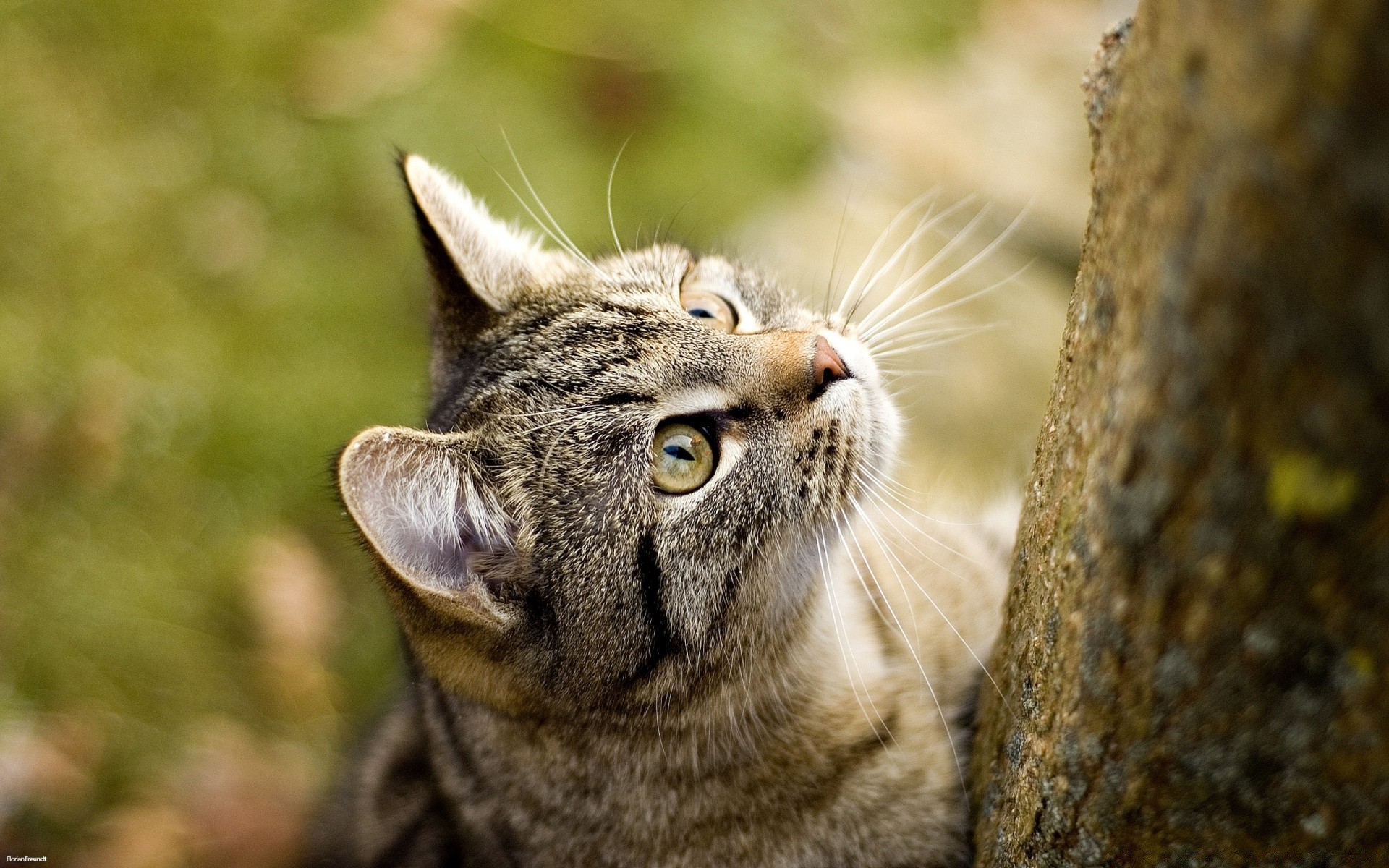 猫 自然 动物 猫 可爱 野生动物 眼睛 肖像 哺乳动物 毛皮 野生 观看 捕食者 宠物