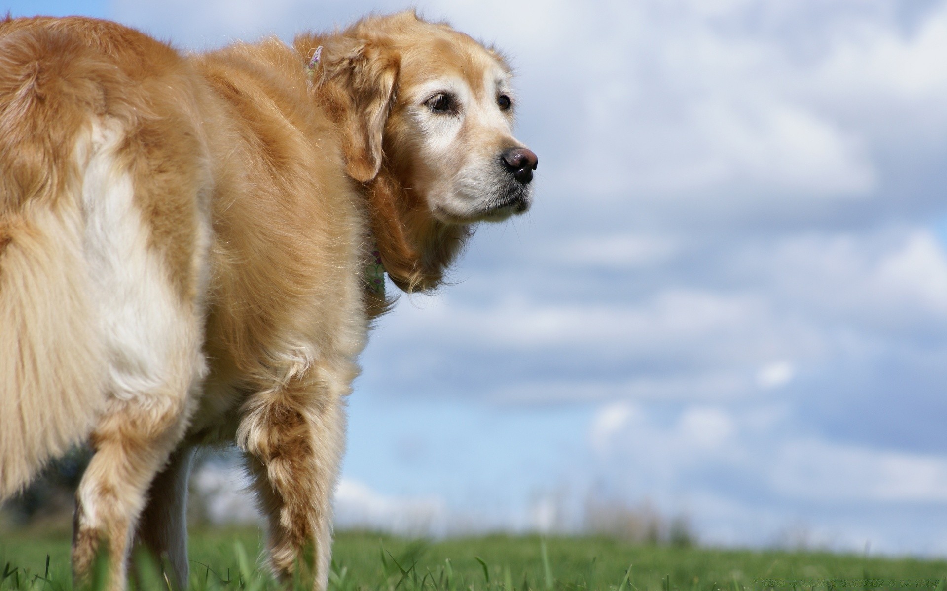 dogs mammal grass dog animal pet cute canine field hayfield puppy portrait fur