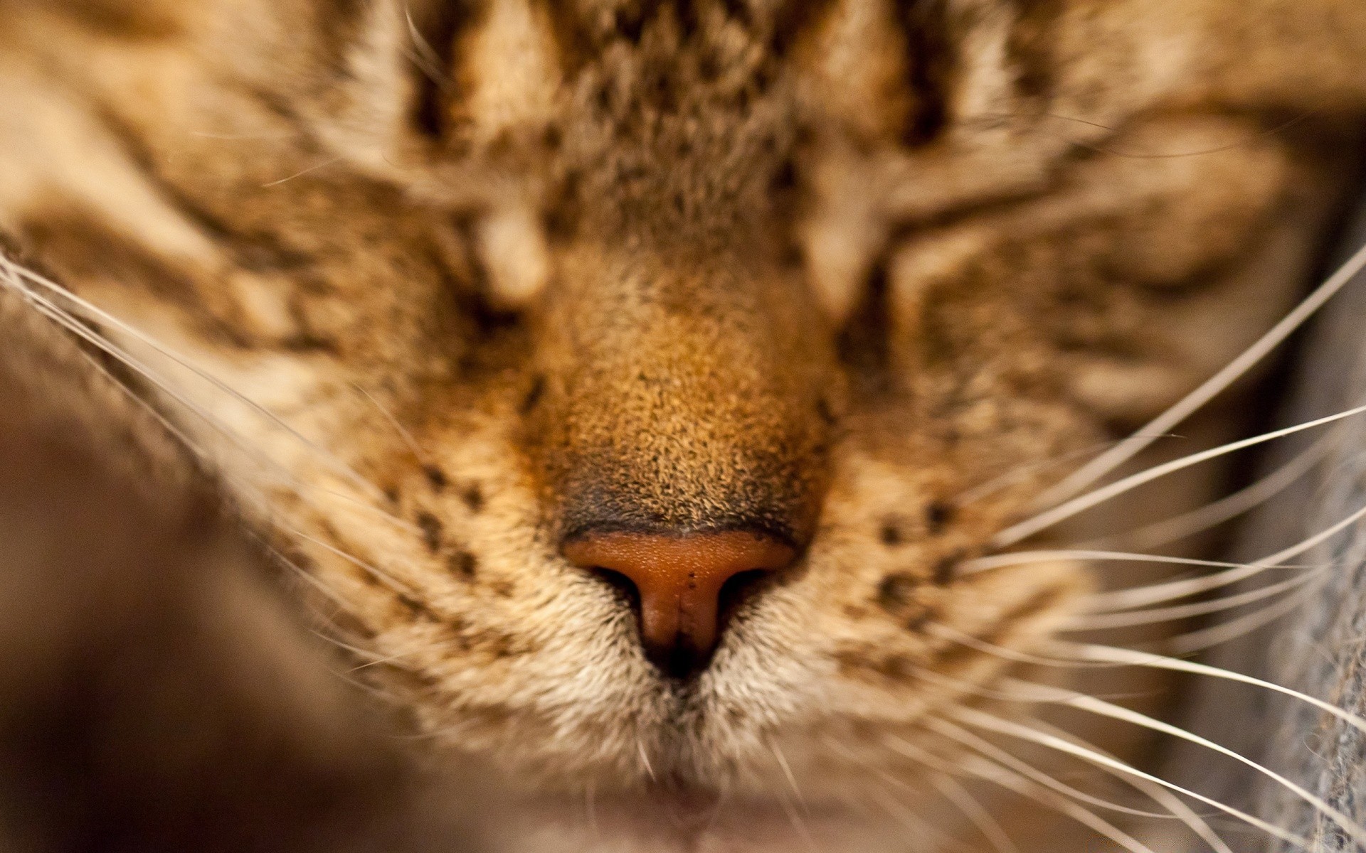 gatos gato mamífero vida silvestre piel zoológico animal depredador naturaleza retrato ojo cazador salvaje carnívoro