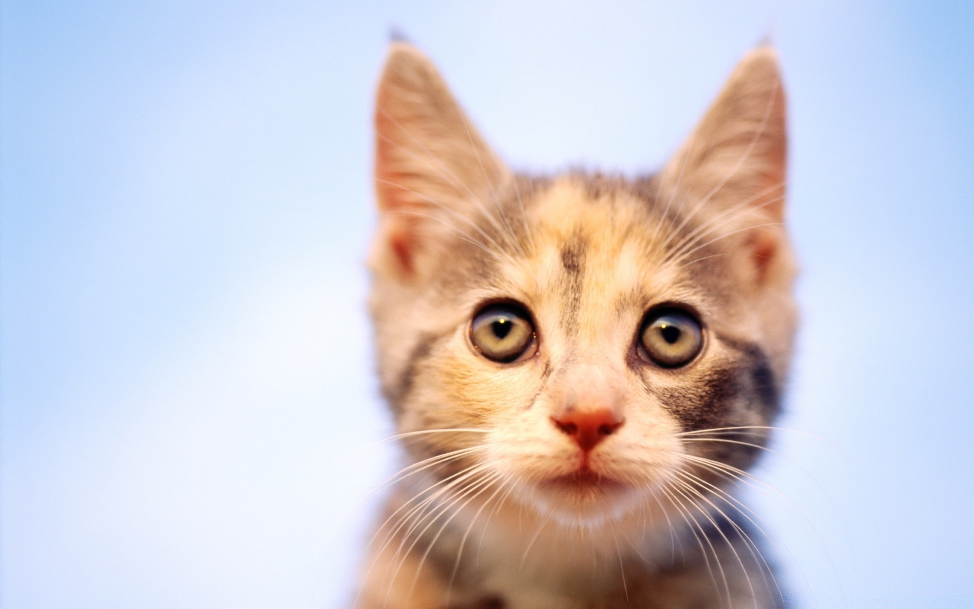 kediler kedi sevimli hayvan yavru kedi evde beslenen hayvan kürk memeli genç küçük portre göz çocuk tarama yerli merak komik bıyık bir