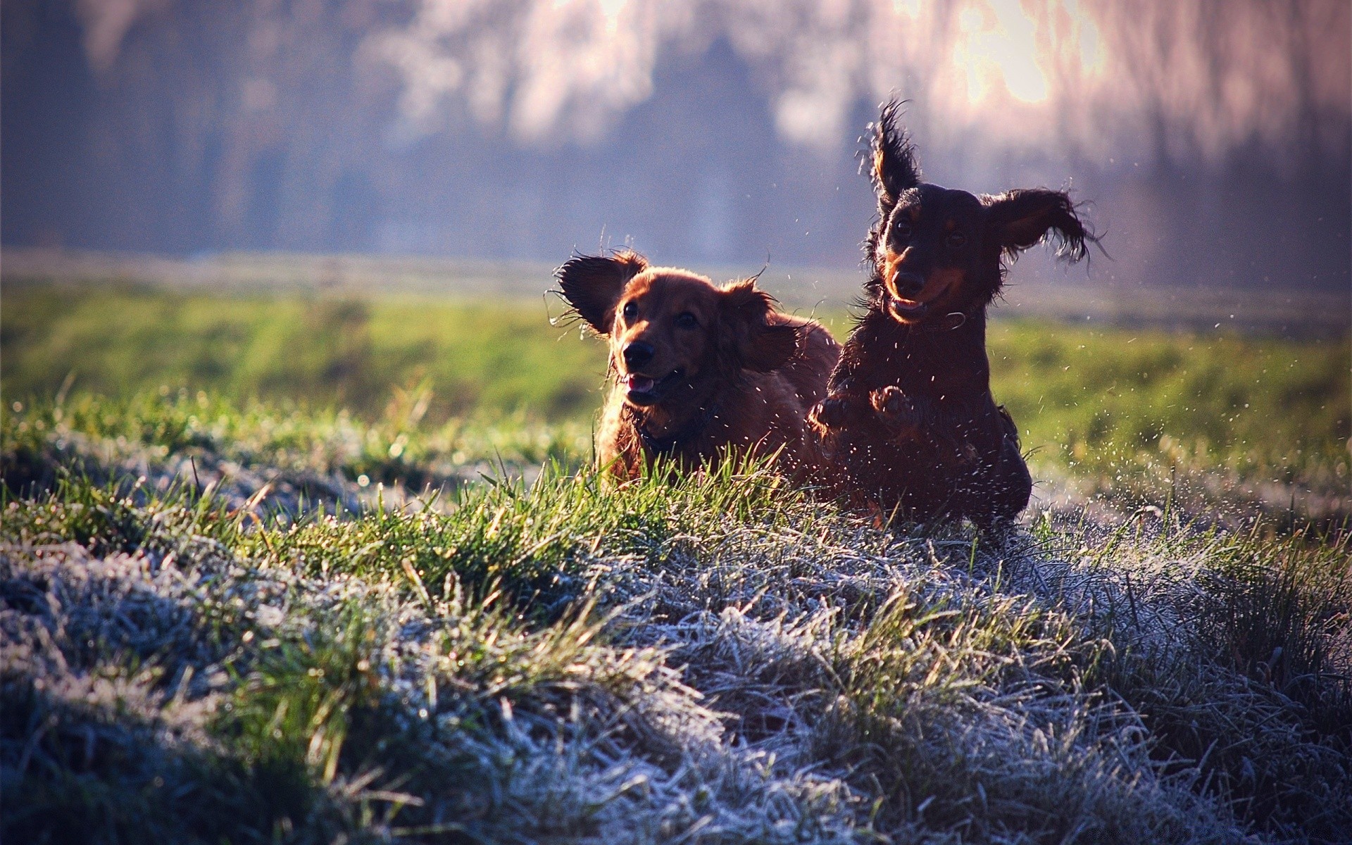 köpekler köpek çimen memeli alan saman biçme makinesi açık havada günbatımı bir çiftlik evde beslenen hayvan köpek eğitmeni hayvan manzara doğa