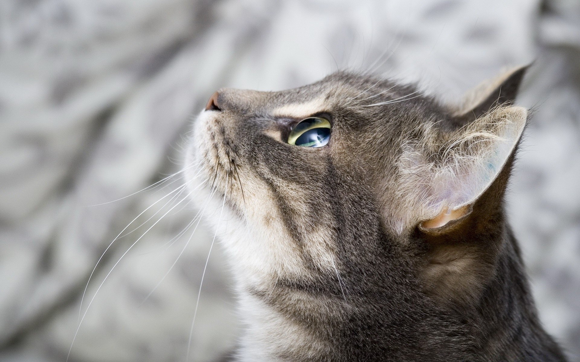 猫 动物 猫 哺乳动物 自然 肖像 毛皮 可爱 宠物 眼睛 野生动物 小猫 灰色