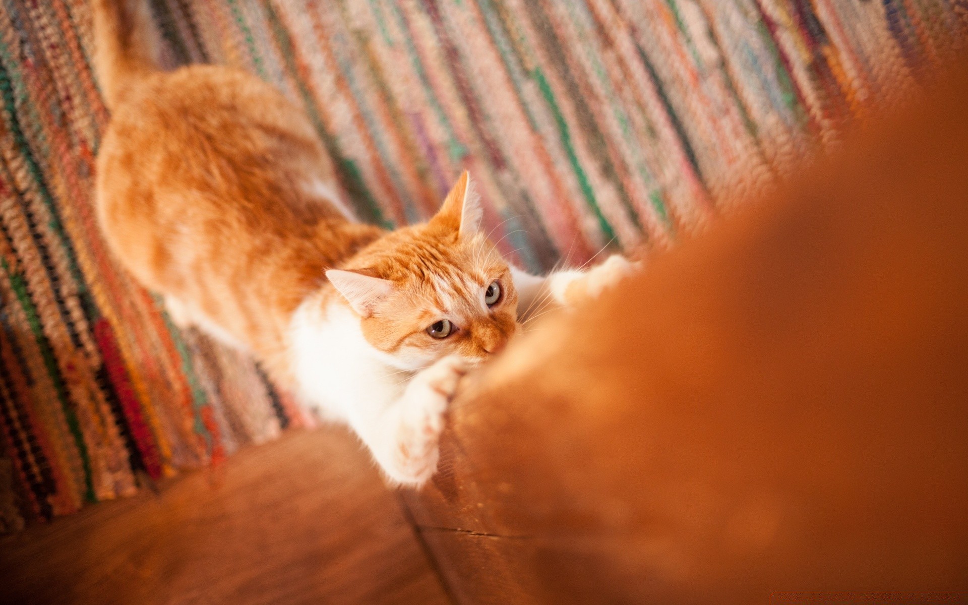 gatos gato mascota gatito lindo doméstico mamífero animal pelaje retrato solo abajo sueño ojo joven pelo pequeño interior viendo divertido