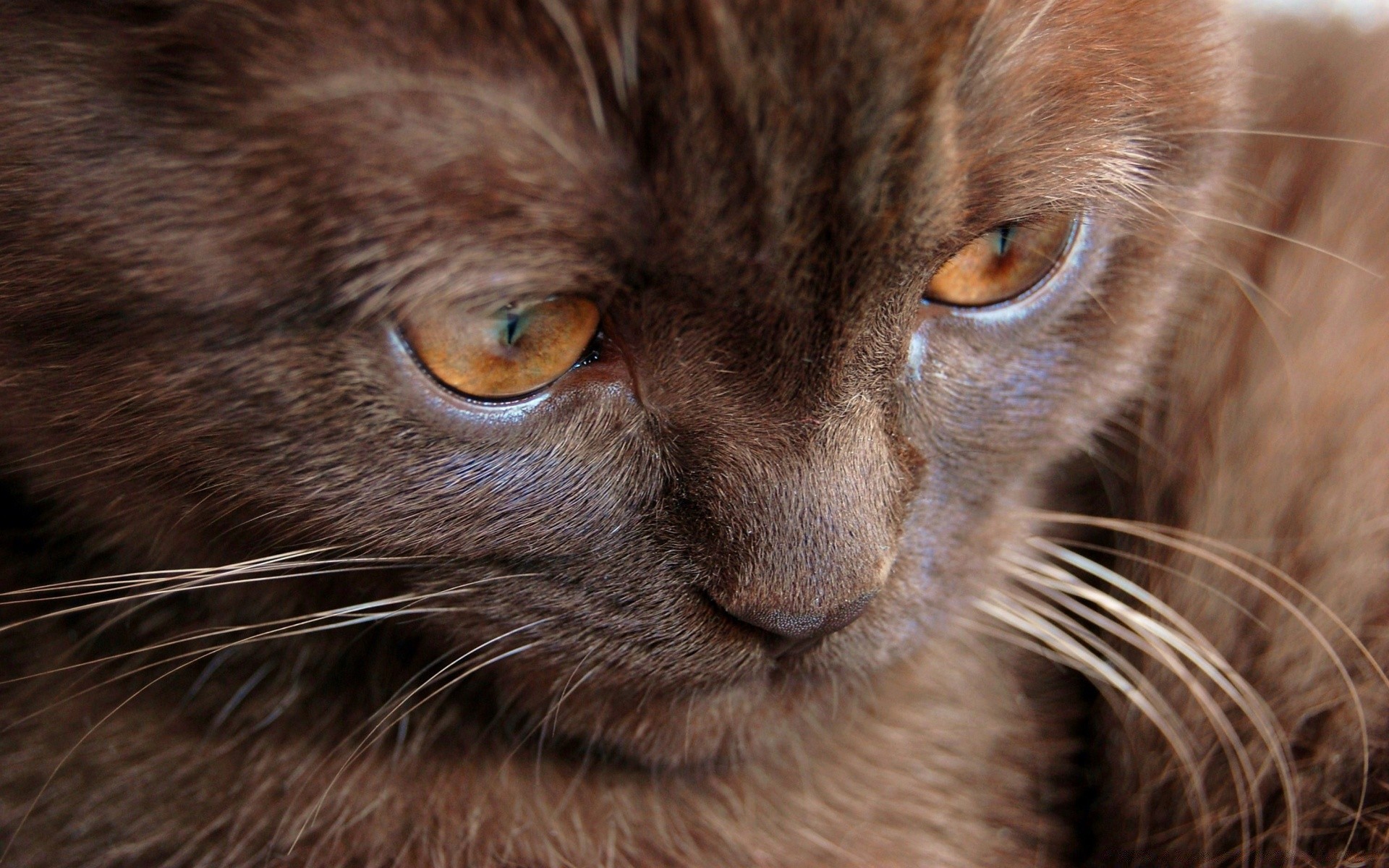 gatos gato retrato mamífero lindo ojo animal mascota piel solo bigote pelo ver doméstico gatito joven