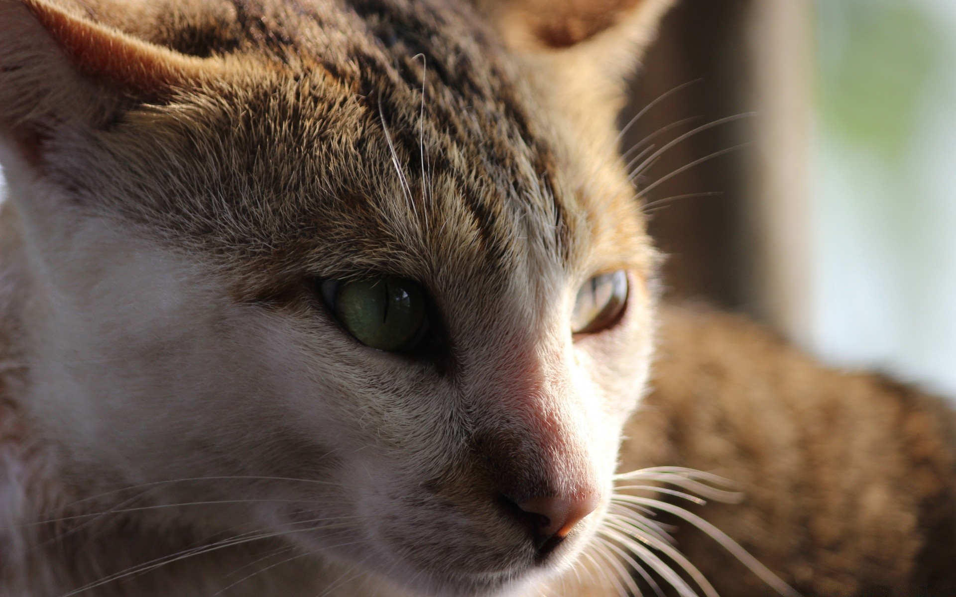 chat chat mammifère animal oeil mignon fourrure portrait animal chaton sommeil aperçu moustache nature domestique cheveux