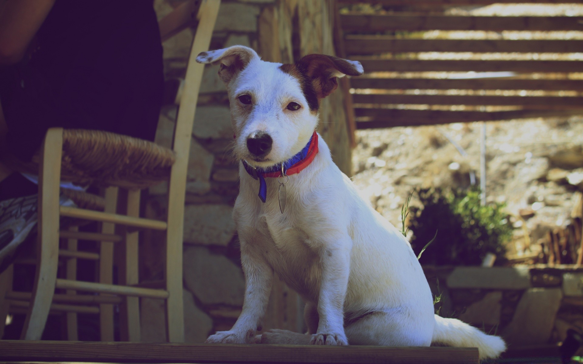 chien chien animal de compagnie cynologue mammifère portrait mignon s asseoir animal unique chiot