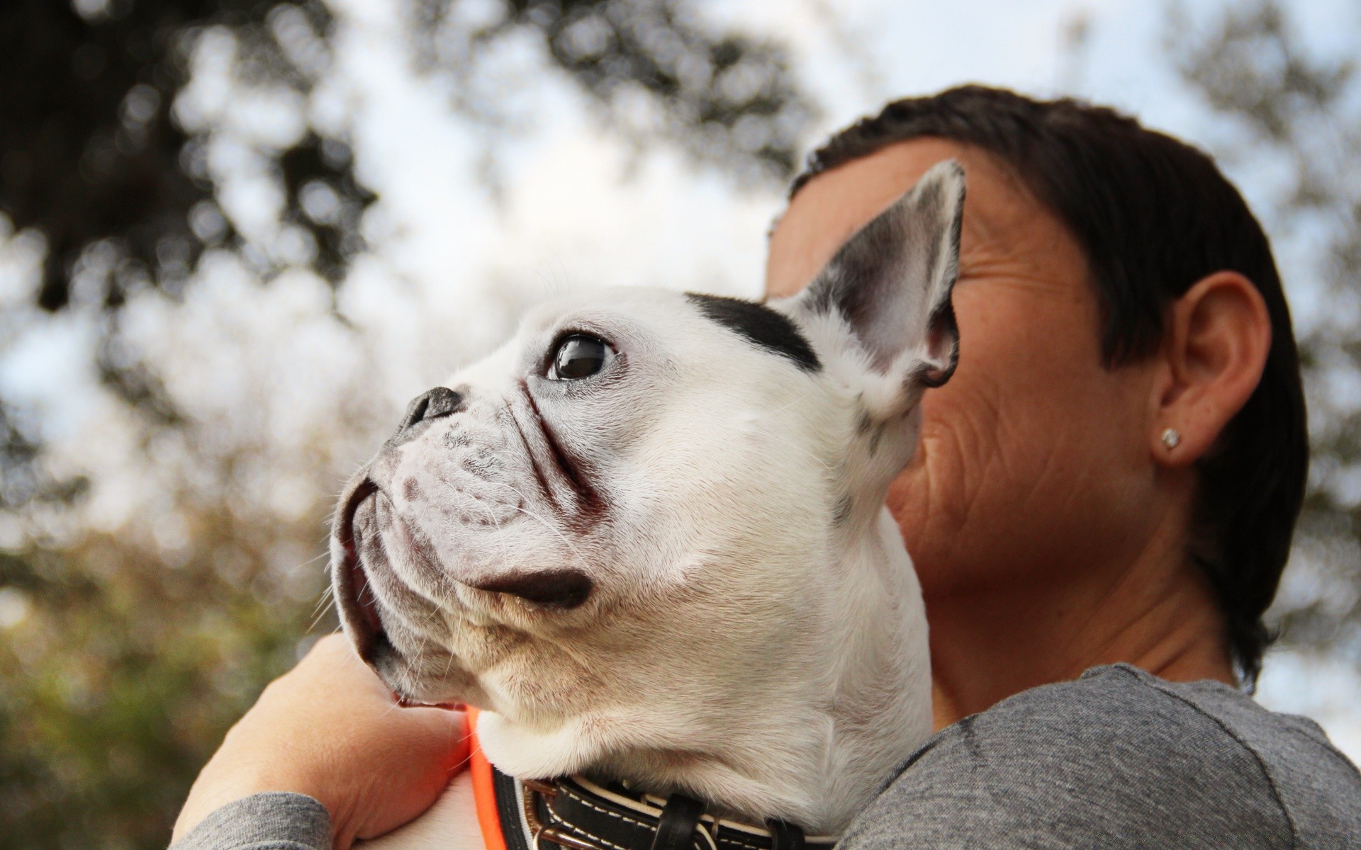 perros retrato al aire libre lindo hombre solo mamífero mujer perro adulto amor chica