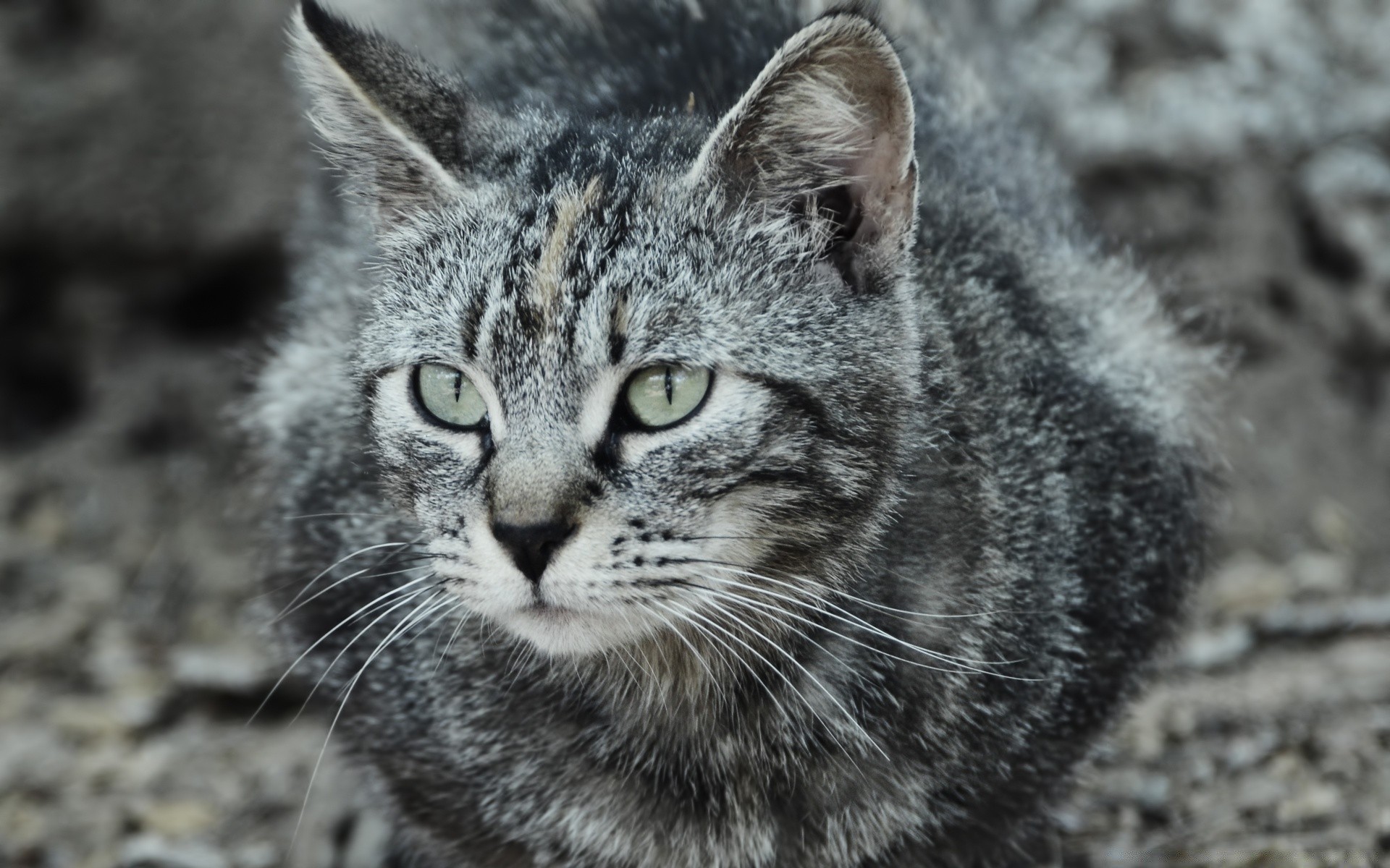 chat animal fourrure mammifère mignon chat nature sauvage faune tête animal de compagnie gris portrait cheveux oeil