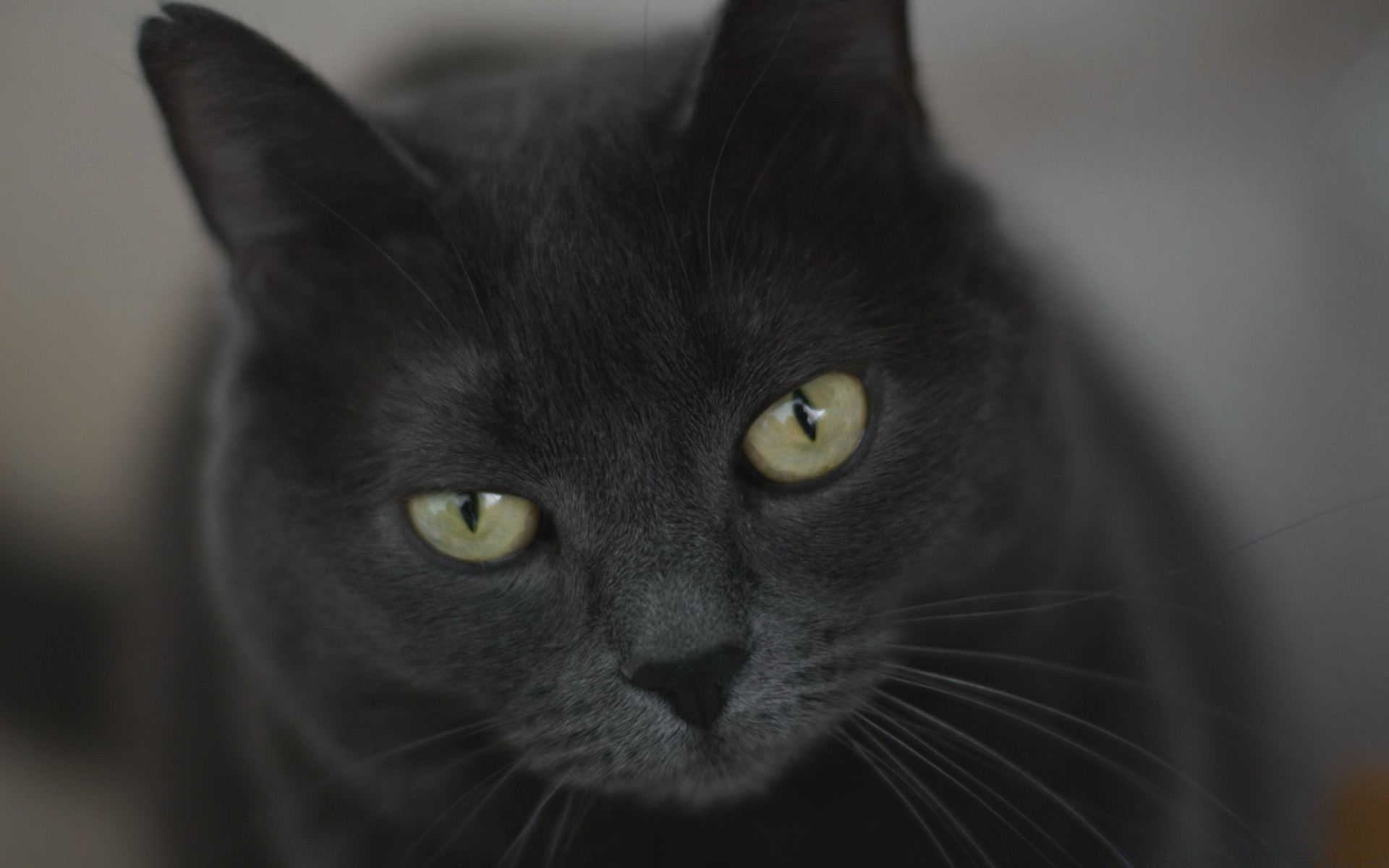 katze katze porträt auge niedlich haustier fell grau ein inländische tier haare vorschau kätzchen