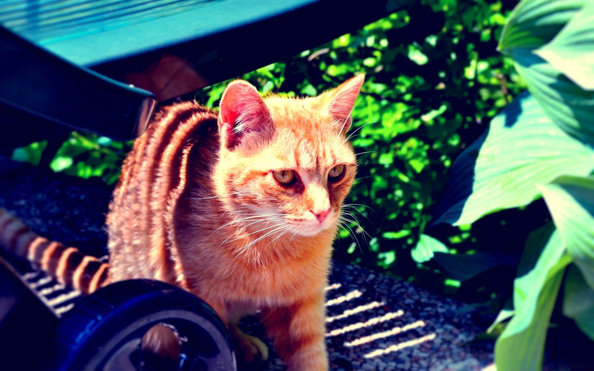 gatti carino gatto animale ritratto natura pelliccia mammifero animale domestico occhio giovane