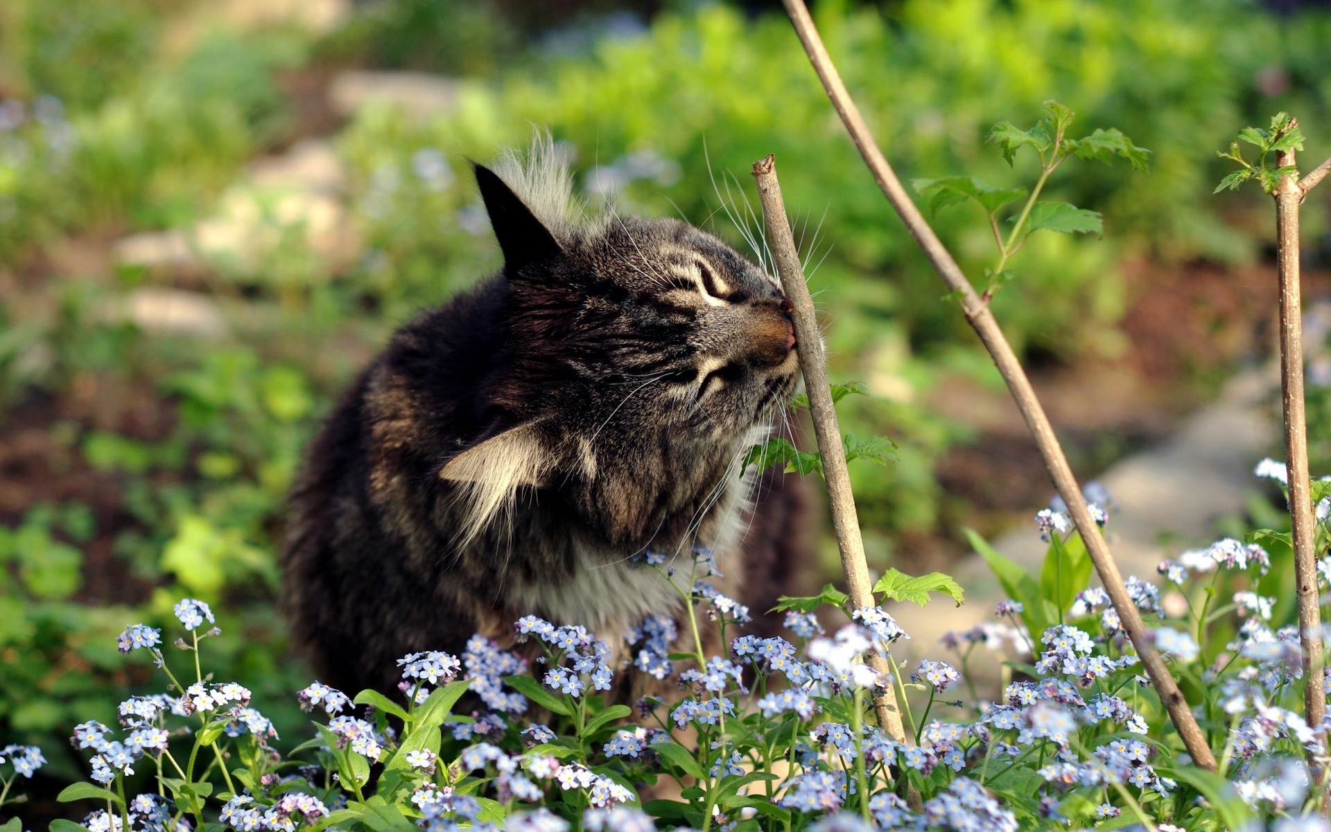 gatti natura carino all aperto erba fiore giardino