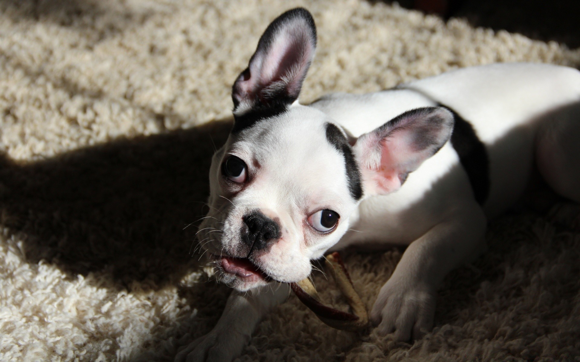 cães mamífero cão fofa cinegrafista animal de estimação retrato filhote de cachorro animal sozinho pequeno engraçado terrier adorável