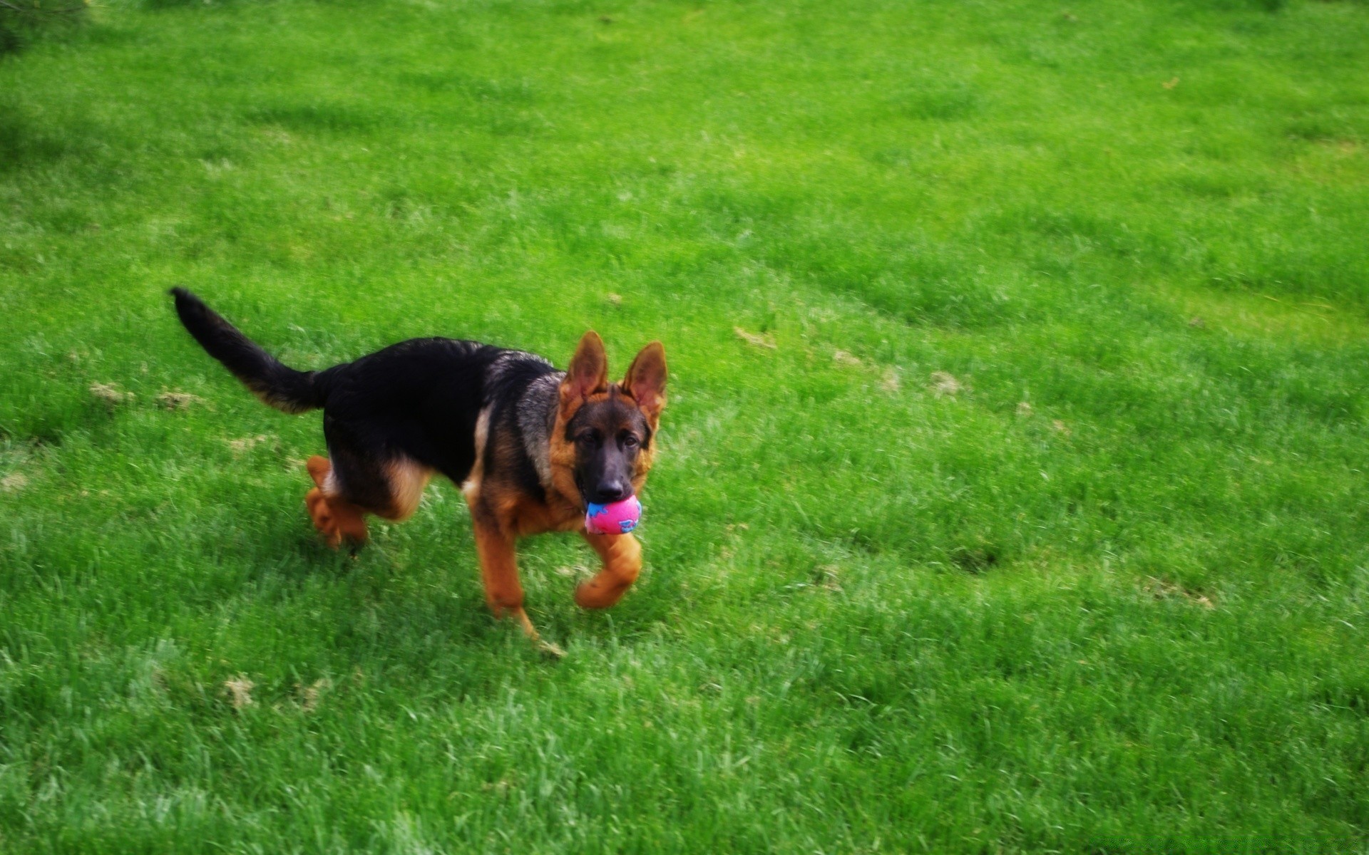 perros hierba perro césped perro lindo mascota mamífero cachorro heno amable verano joven campo animal al aire libre solo divertido retrato pequeño