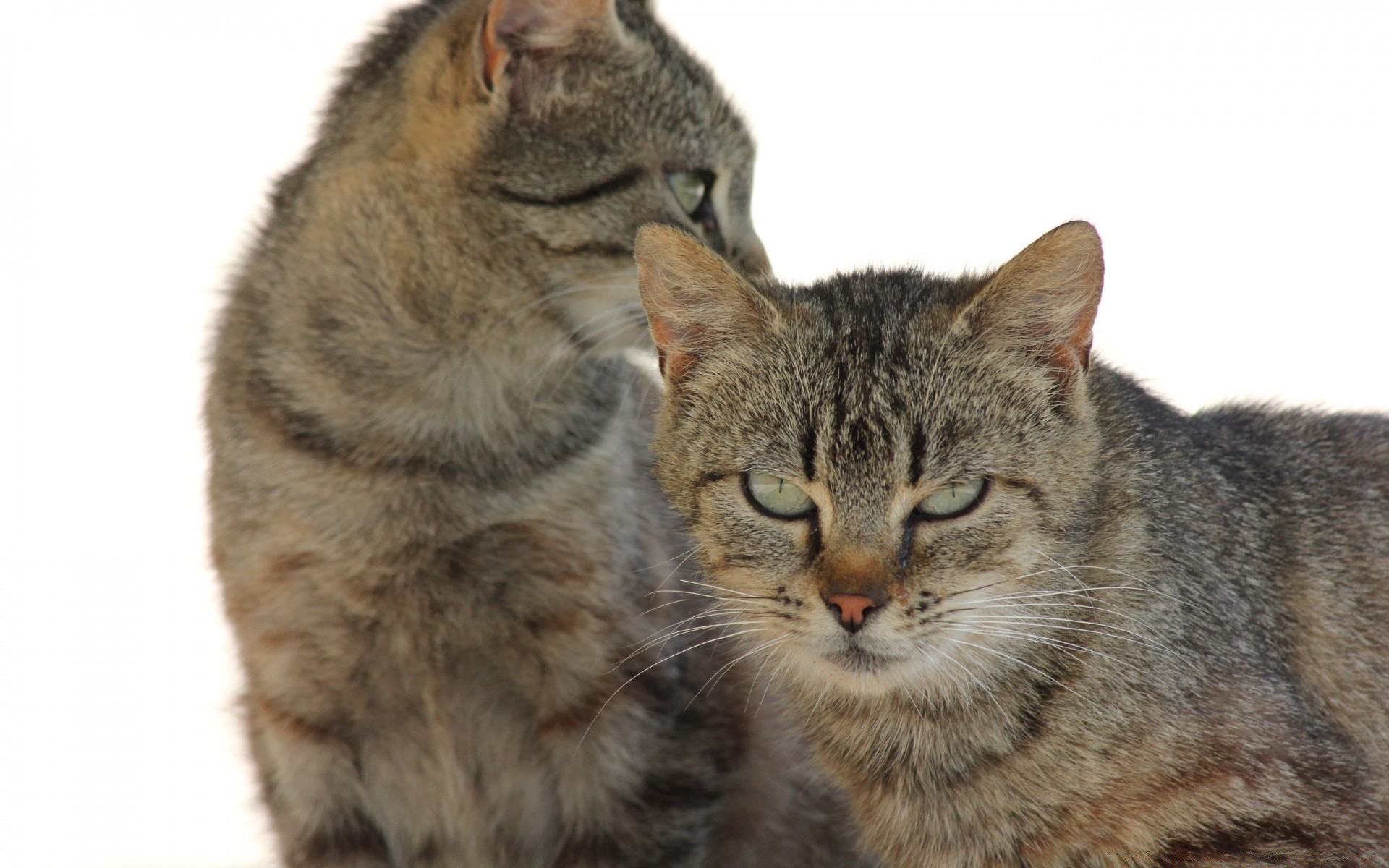 chat mignon animal chat mammifère fourrure animal de compagnie oeil domestique aperçu chaton jeune drôle moustache gris moelleux portrait peu s asseoir adorable à la recherche