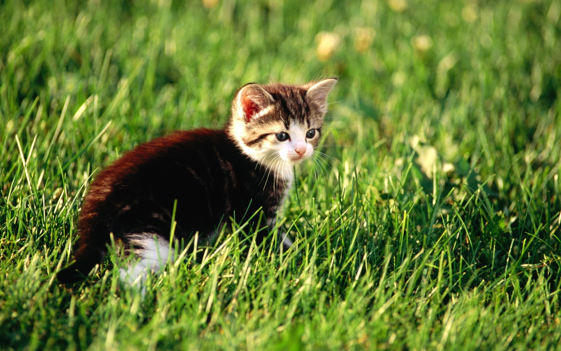 chats herbe nature mignon champ jeune été foin petit animal à l extérieur oeil chat