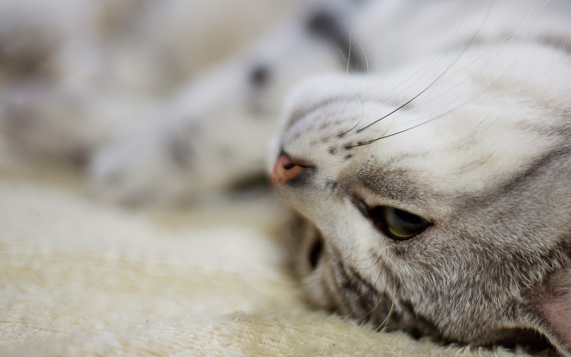 gatos animal fofa gato retrato natureza olho animal de estimação pele cinza mamífero pequeno ver gatinho vida selvagem jovem doméstico sono cabelo