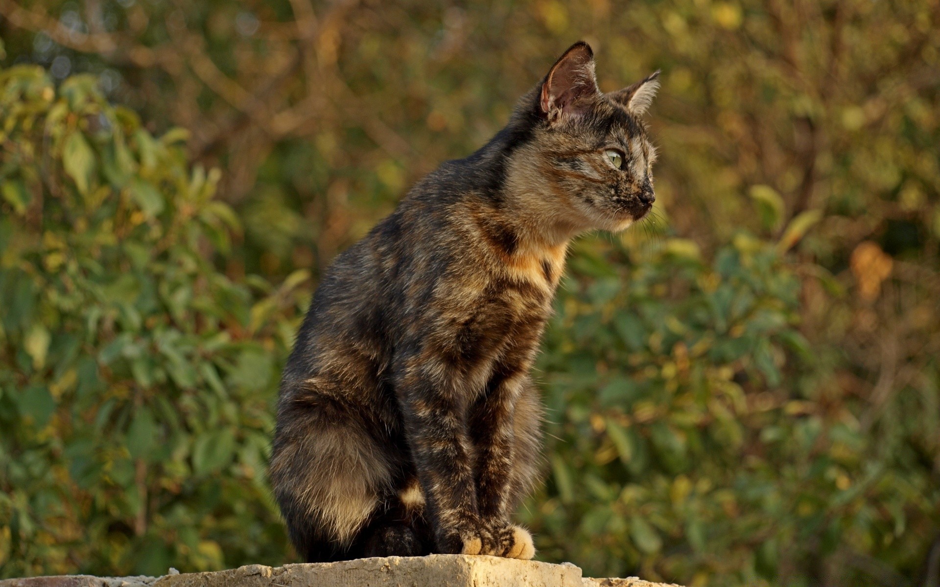 gatti mammifero gatto animale carino natura ritratto all aperto pelliccia pet singolo della fauna selvatica giovane occhio dei capelli