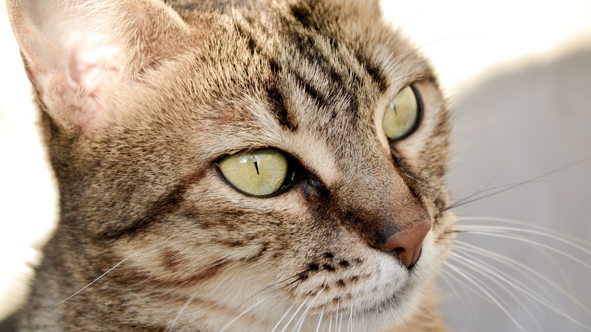 katze katze porträt auge niedlich tier haustier fell säugetier kätzchen jung haar schnurrbart inländische ansicht kopf nase schlaf wenig lustig