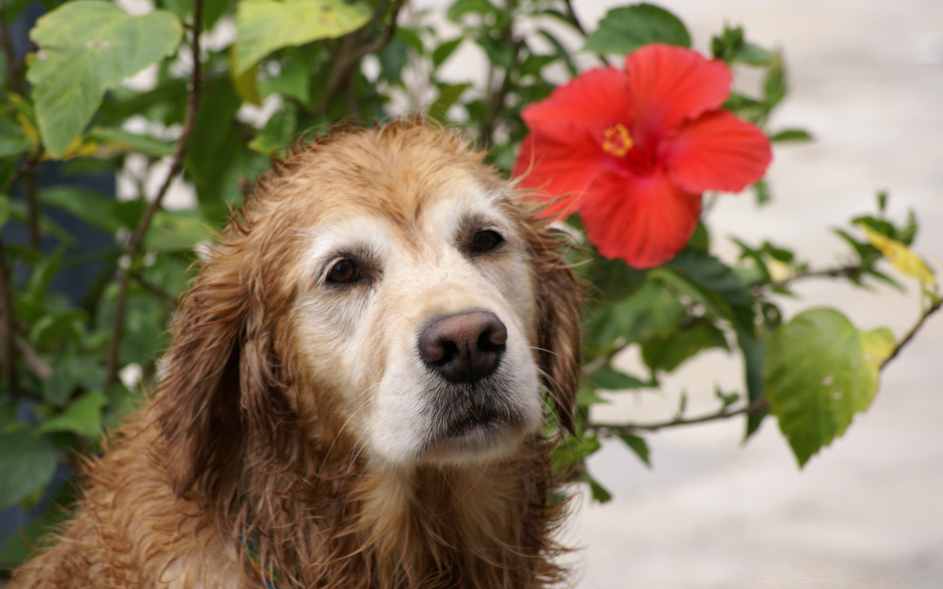 cani cane mammifero animale domestico carino natura animale canino erba piccolo all aperto